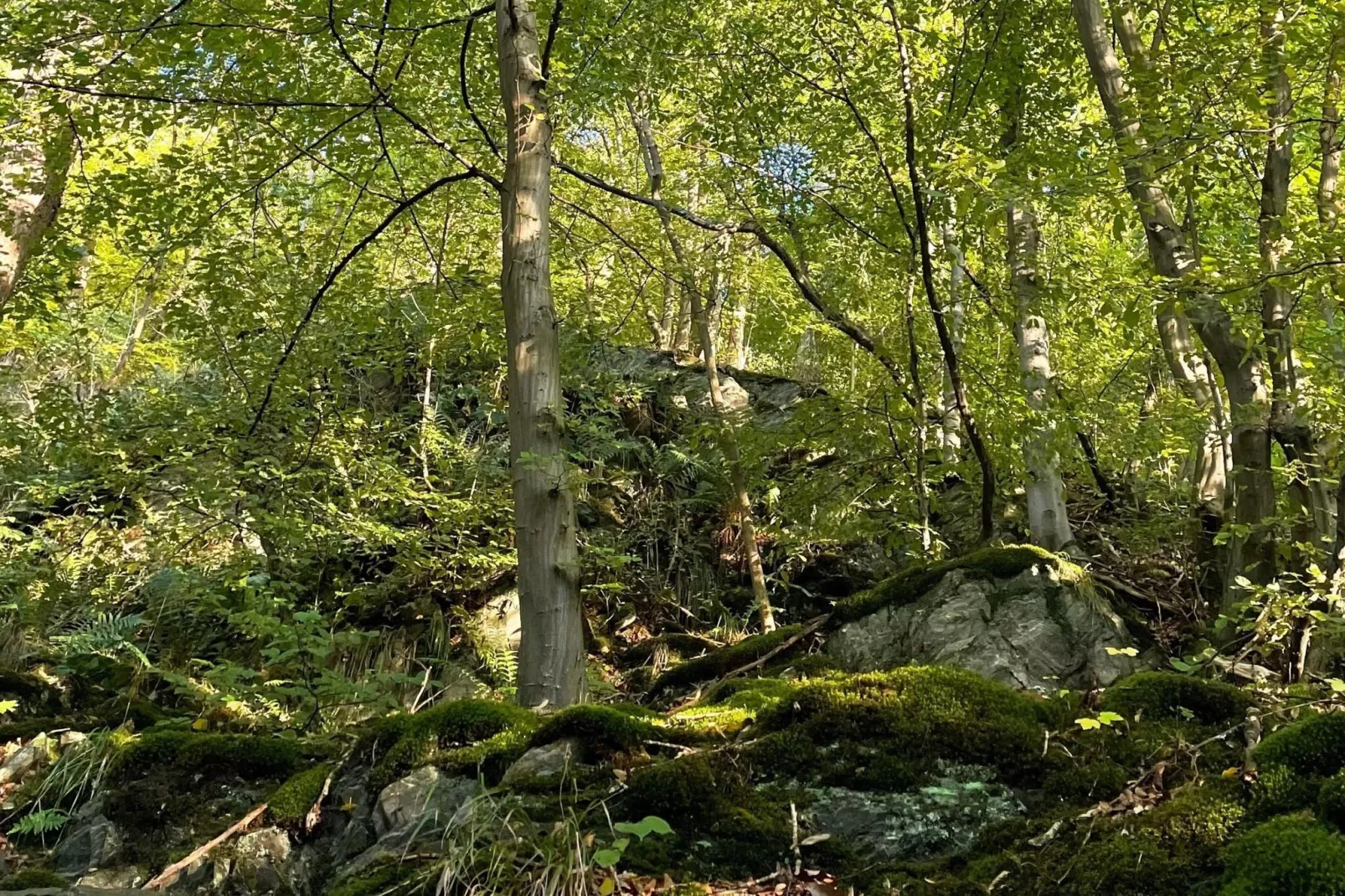 Ferienhaus in Hasselfelde - Haus 19 Blauvogel-Gebieden zomer 1km