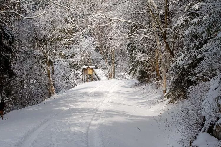 Ferienhaus in Hasselfelde - Haus 48 Blauvogel-Gebied winter 1km