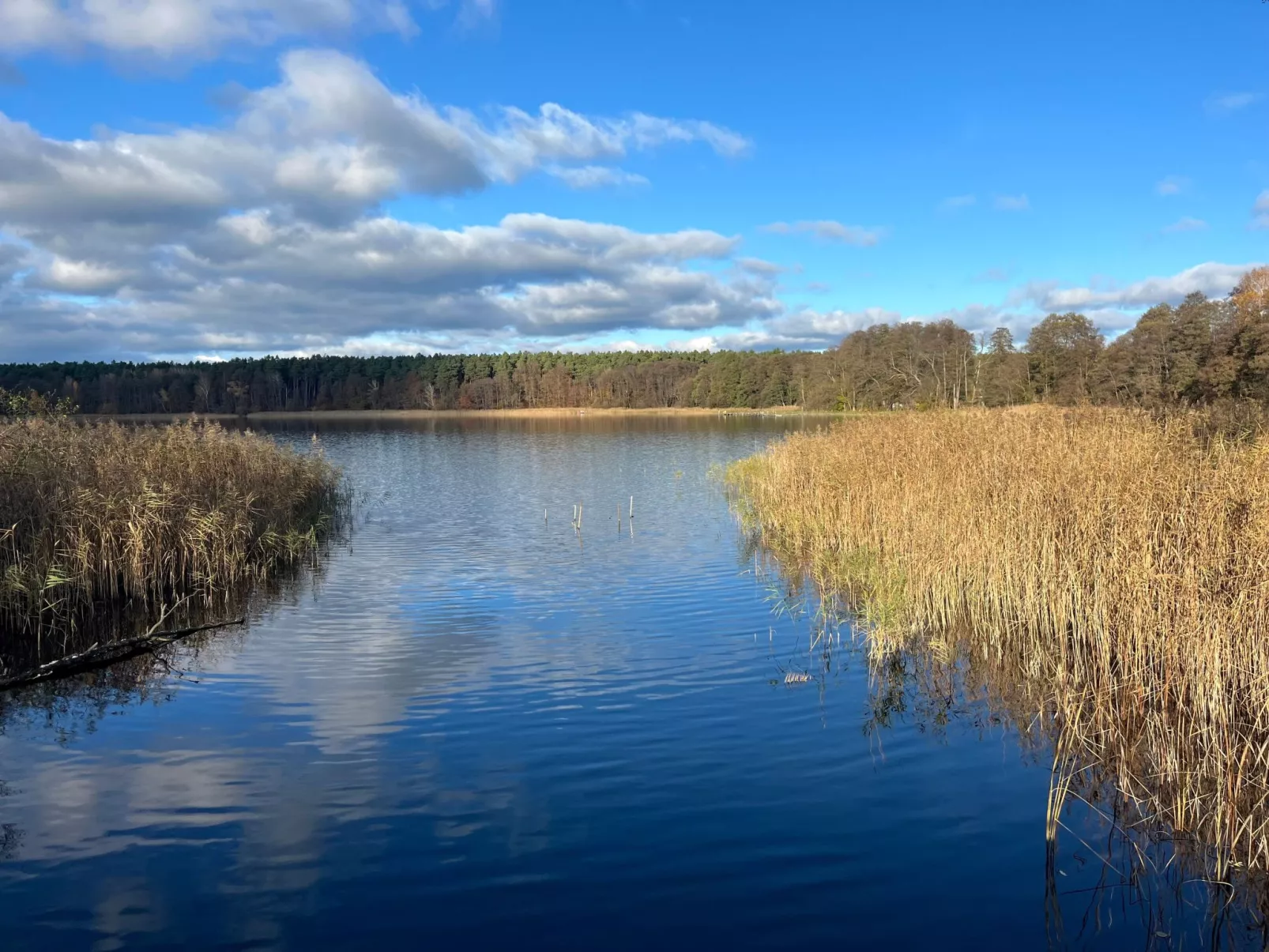 Spitzwegerich-Buiten