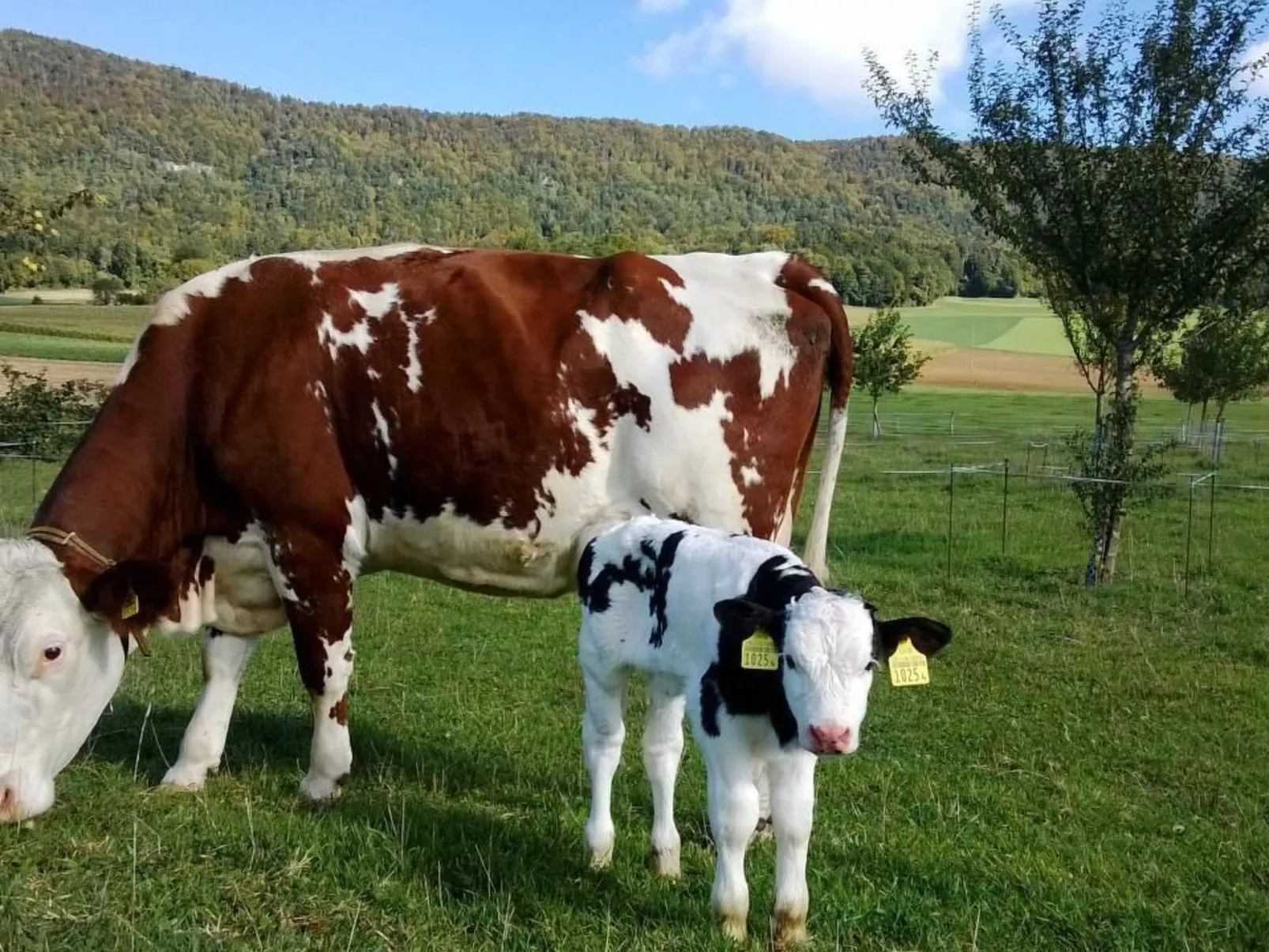 Wohnung Gîte rural de Courcelon-Buiten