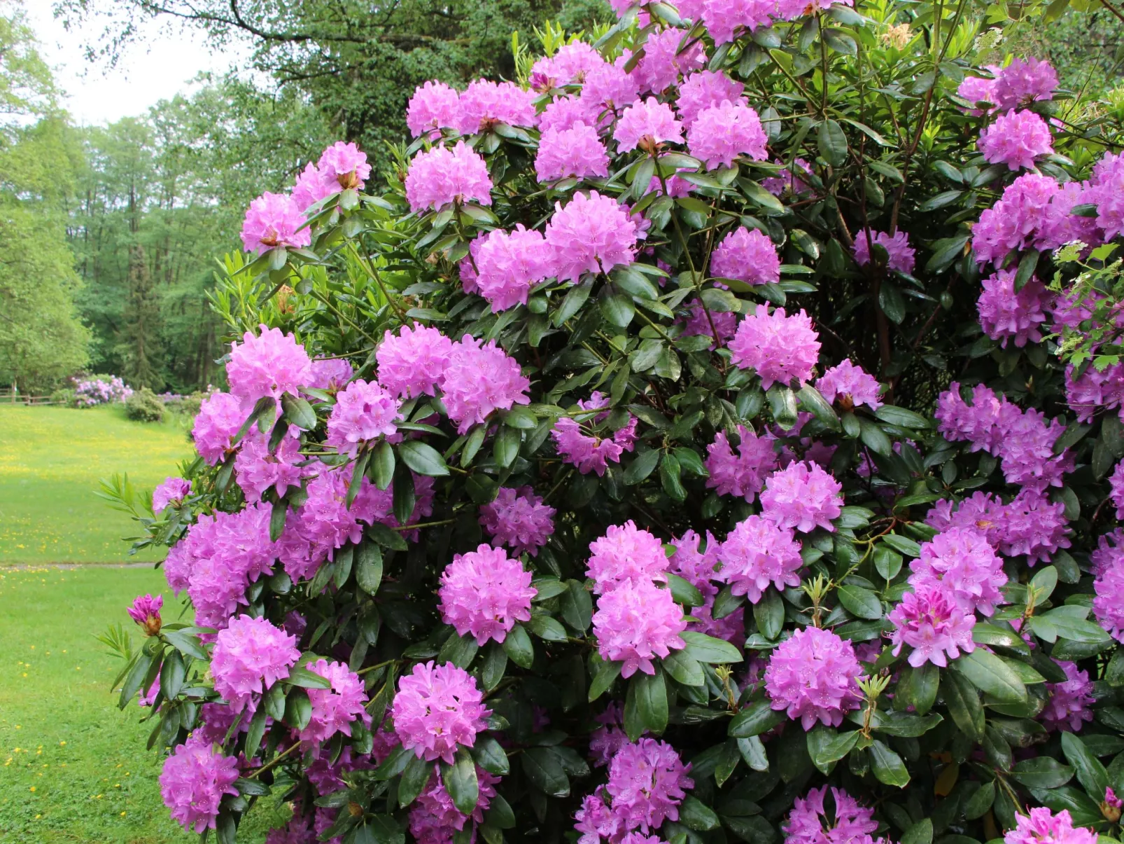 Ferienvilla mit eigener Sauna-Buiten