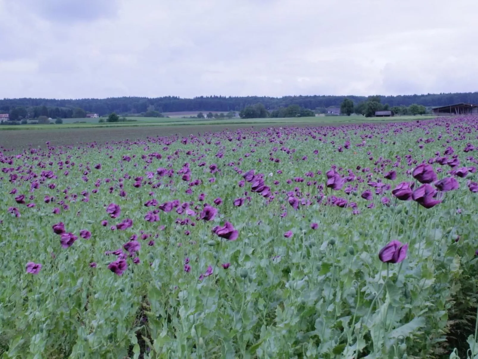 Heuwiese-Image-tags.info