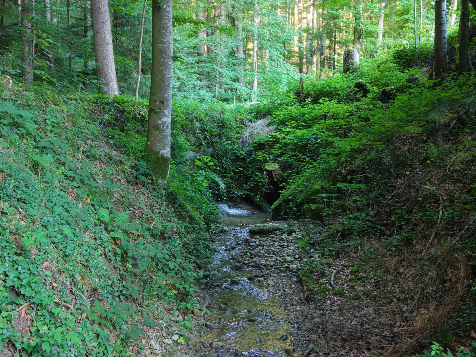 Bauernhaus VordereAu-Buiten