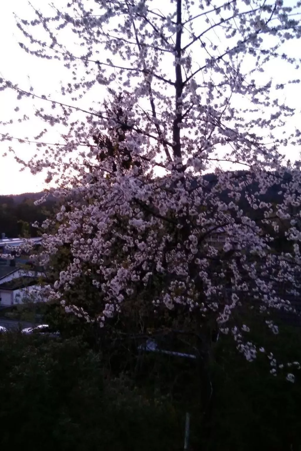 In Hauenstein mit Garten und Grill-Buiten