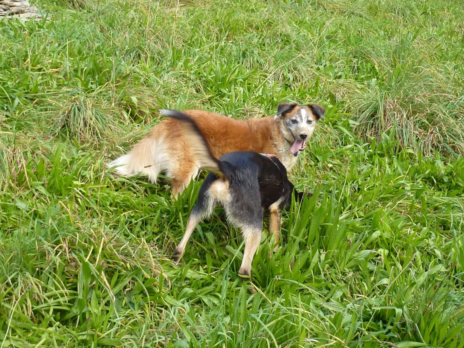 Holz-Blockhaus für vier Personen mit Terrasse-Buiten