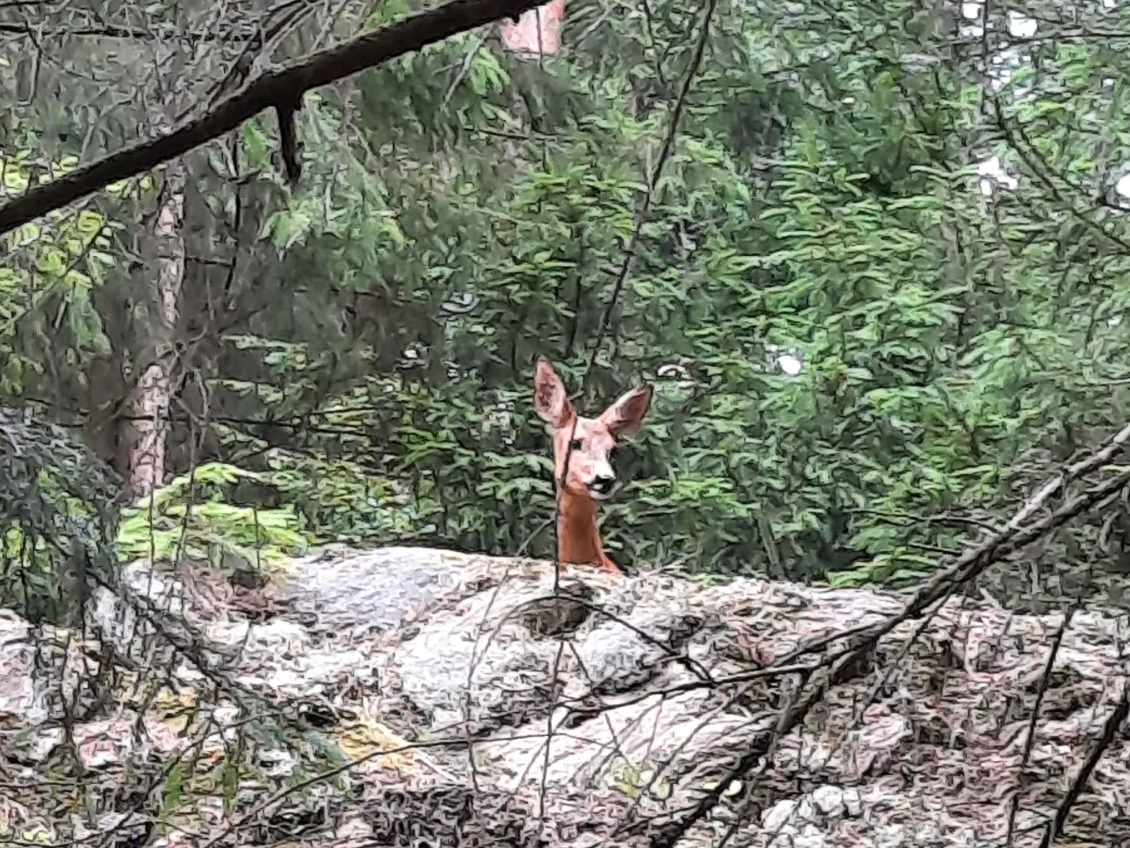 Bauernhaus-Wohnung bei Göta Älv in der Nähe von Göteborg - Buiten