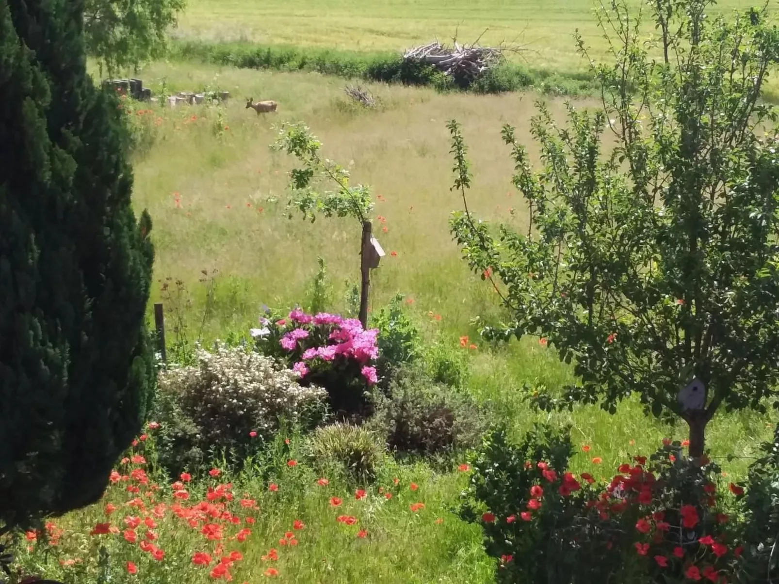 Schwalbennest-Buiten