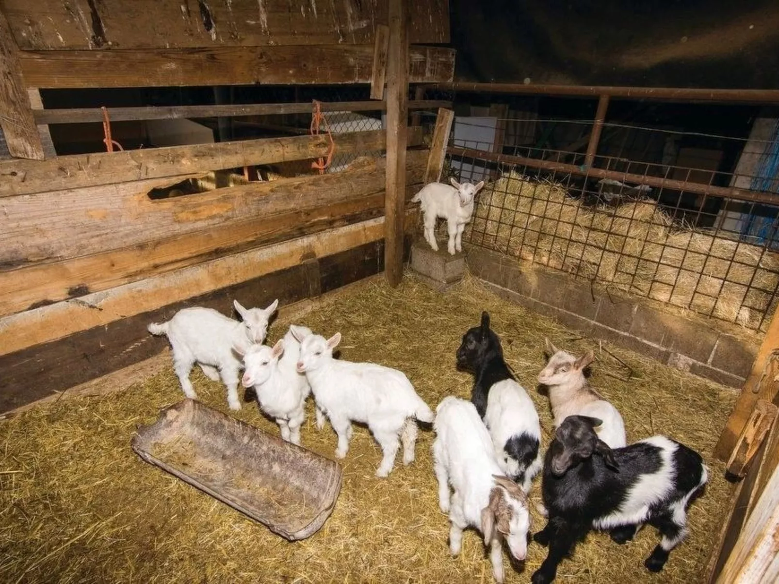 Villa Anita mit Privatpool in Budak-Image-tags.info