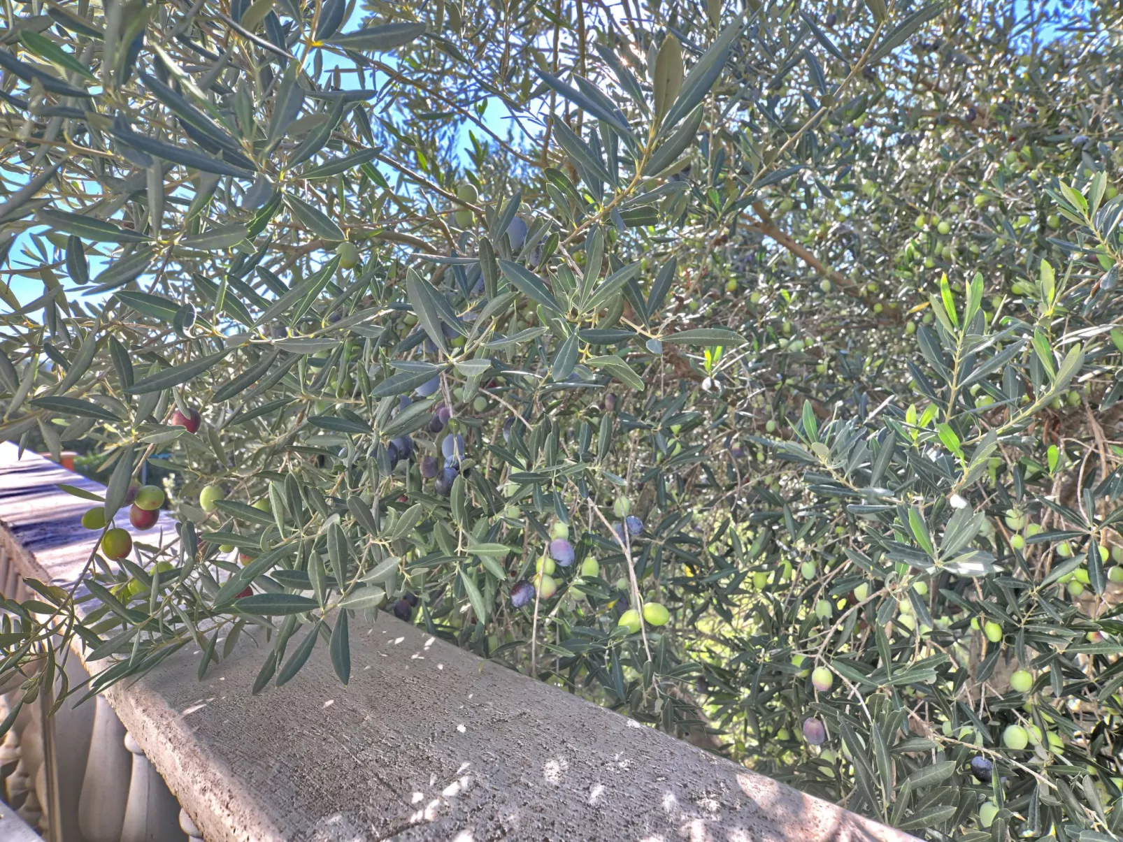 Apartment Rosa-Image-tags.info