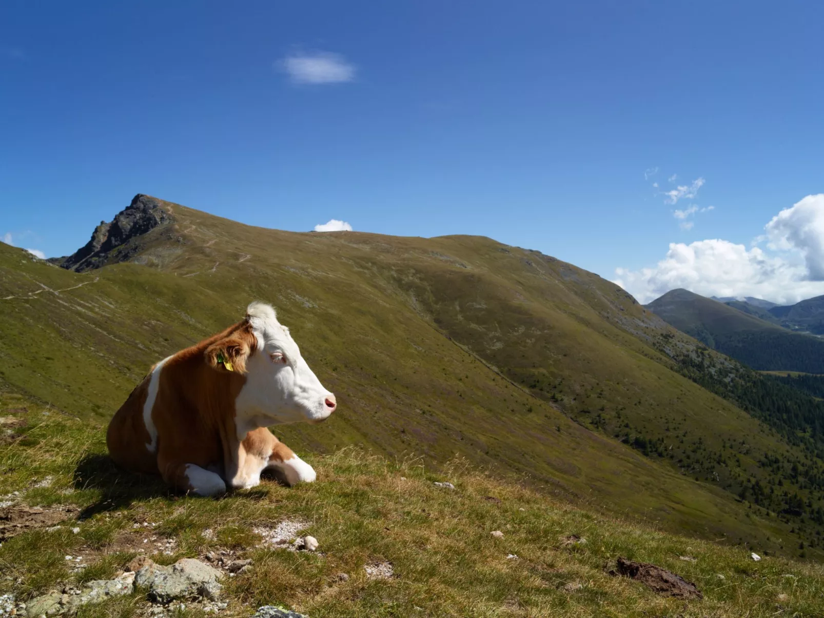 App Typ C - bis 6-Buiten