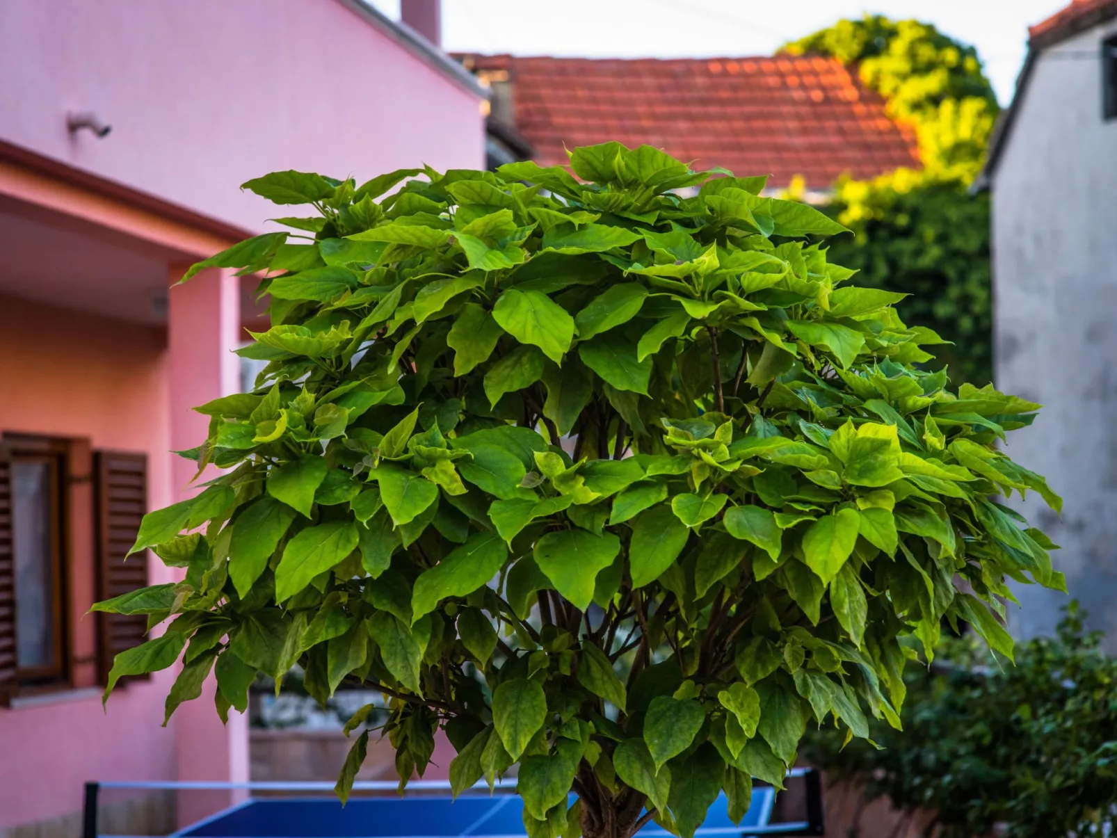 Haus in Grubine mit Außenpool-Buiten