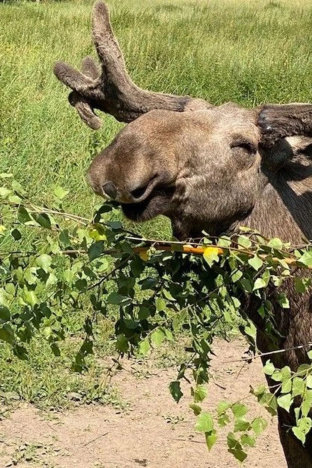 Charmantes Holzferienhaus mit Sauna-Image-tags.info