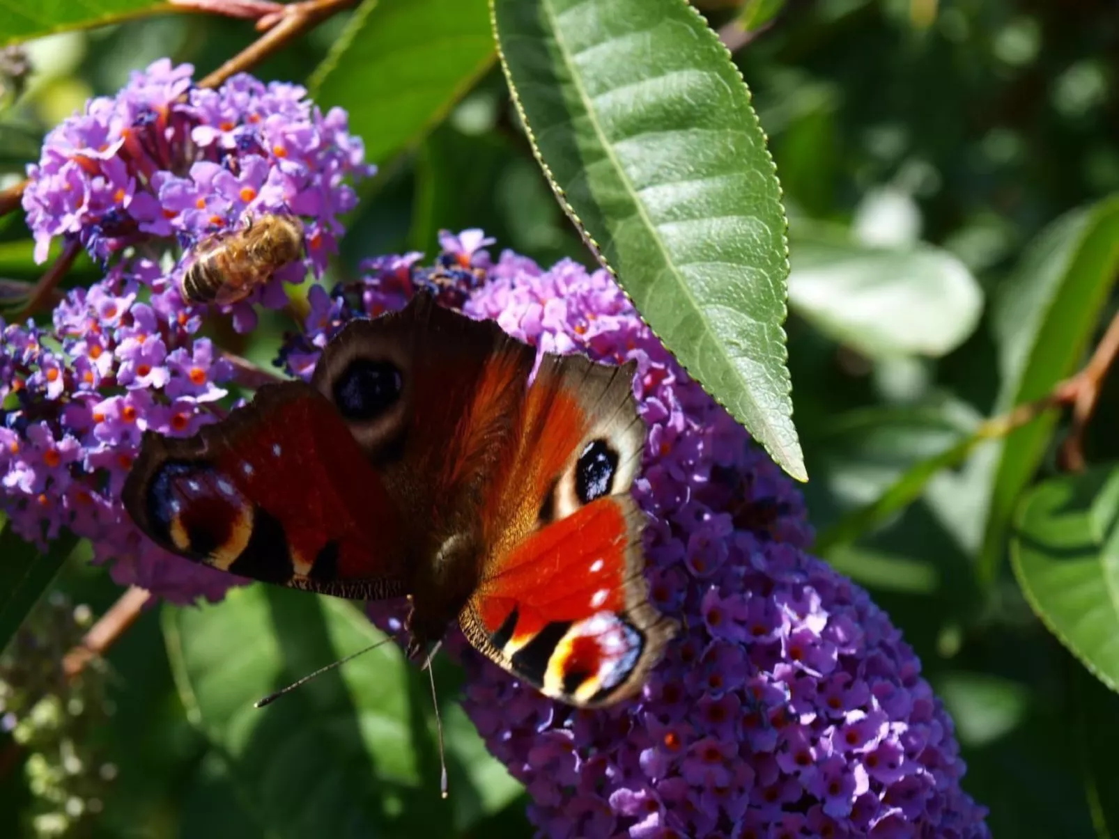 Le Château d'Eau-Buiten