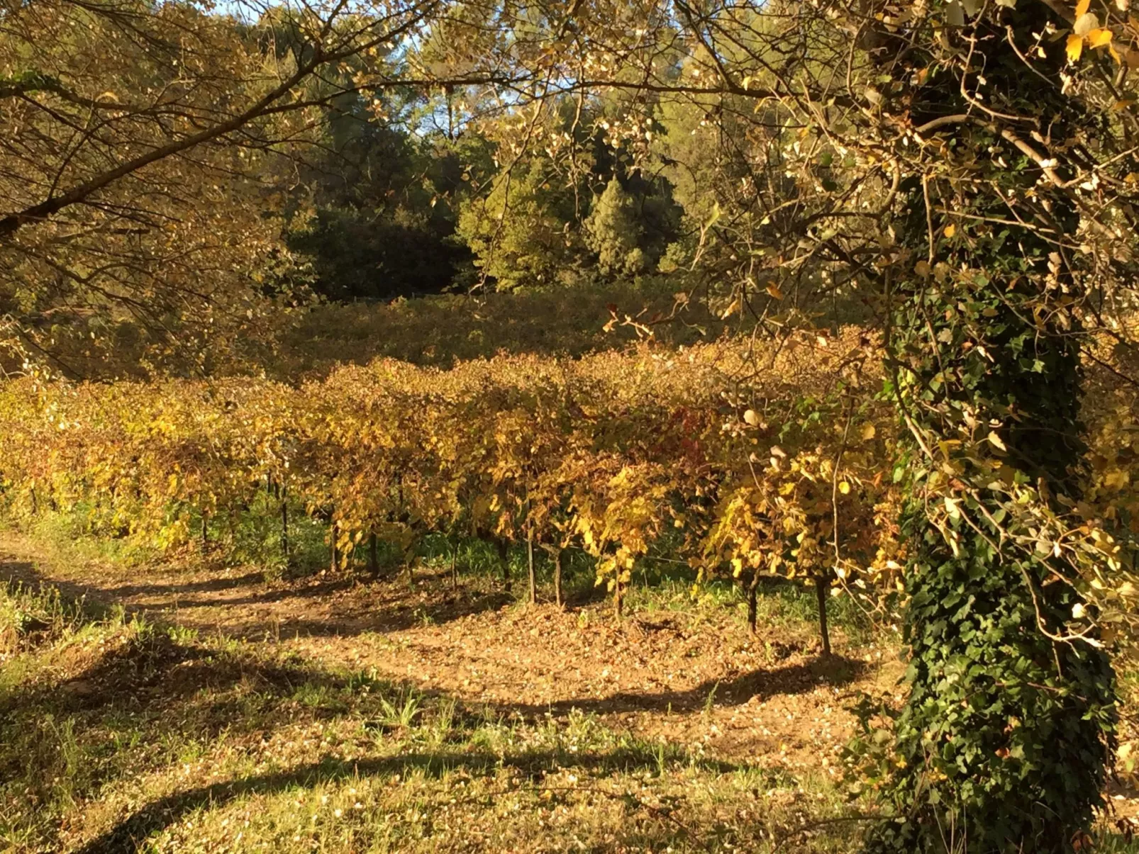 "Eutherpes Haus"-Buiten