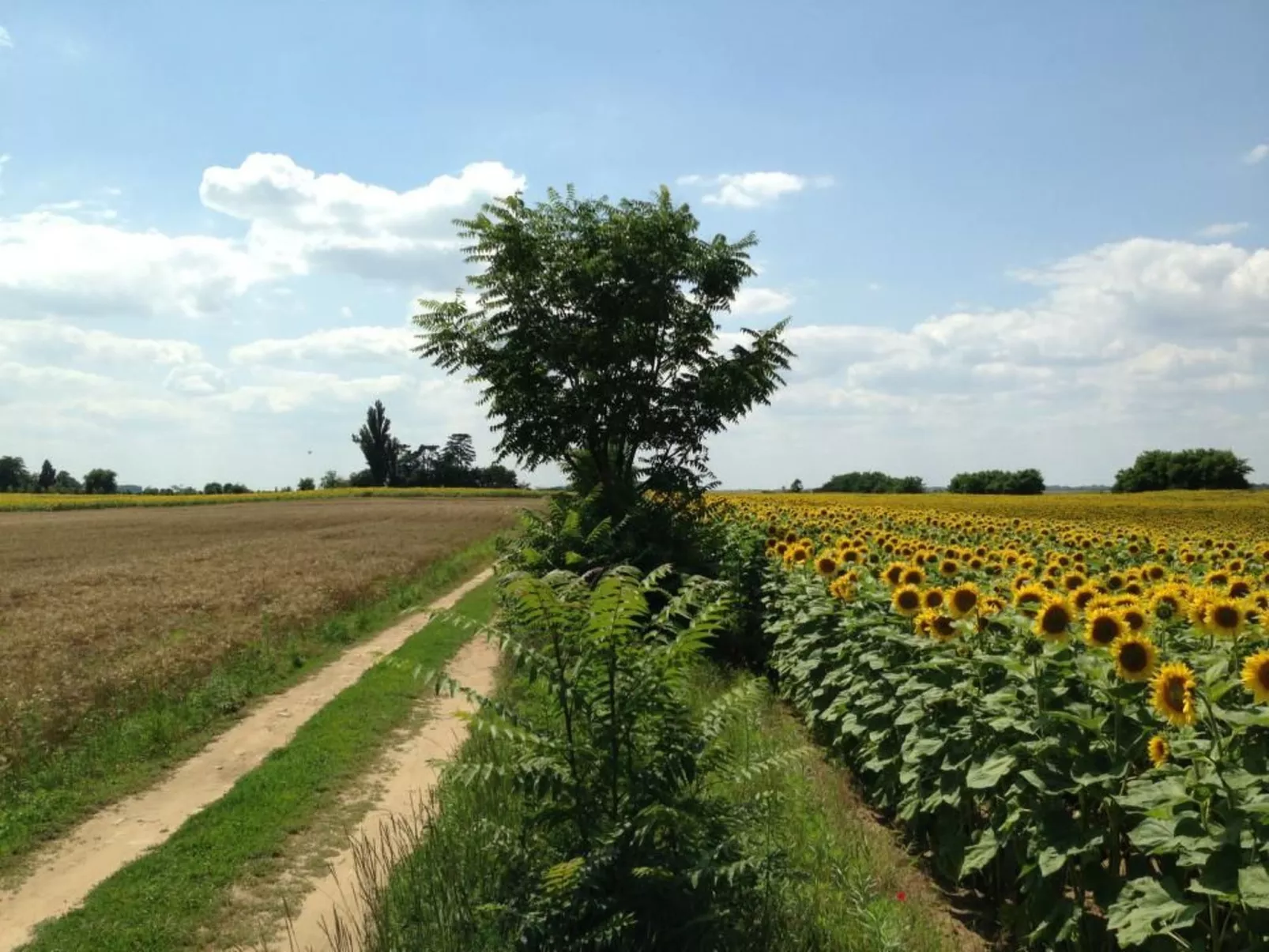 Hütte mit Garten, Grill und Terrasse-Buiten