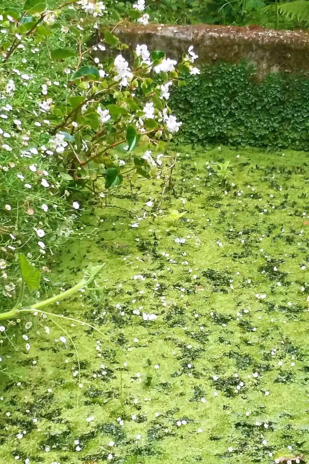 Quinta D'Avó Amélia, wunderschönes Landhaus zwischen den Bergen und dem Meer-Image-tags.info