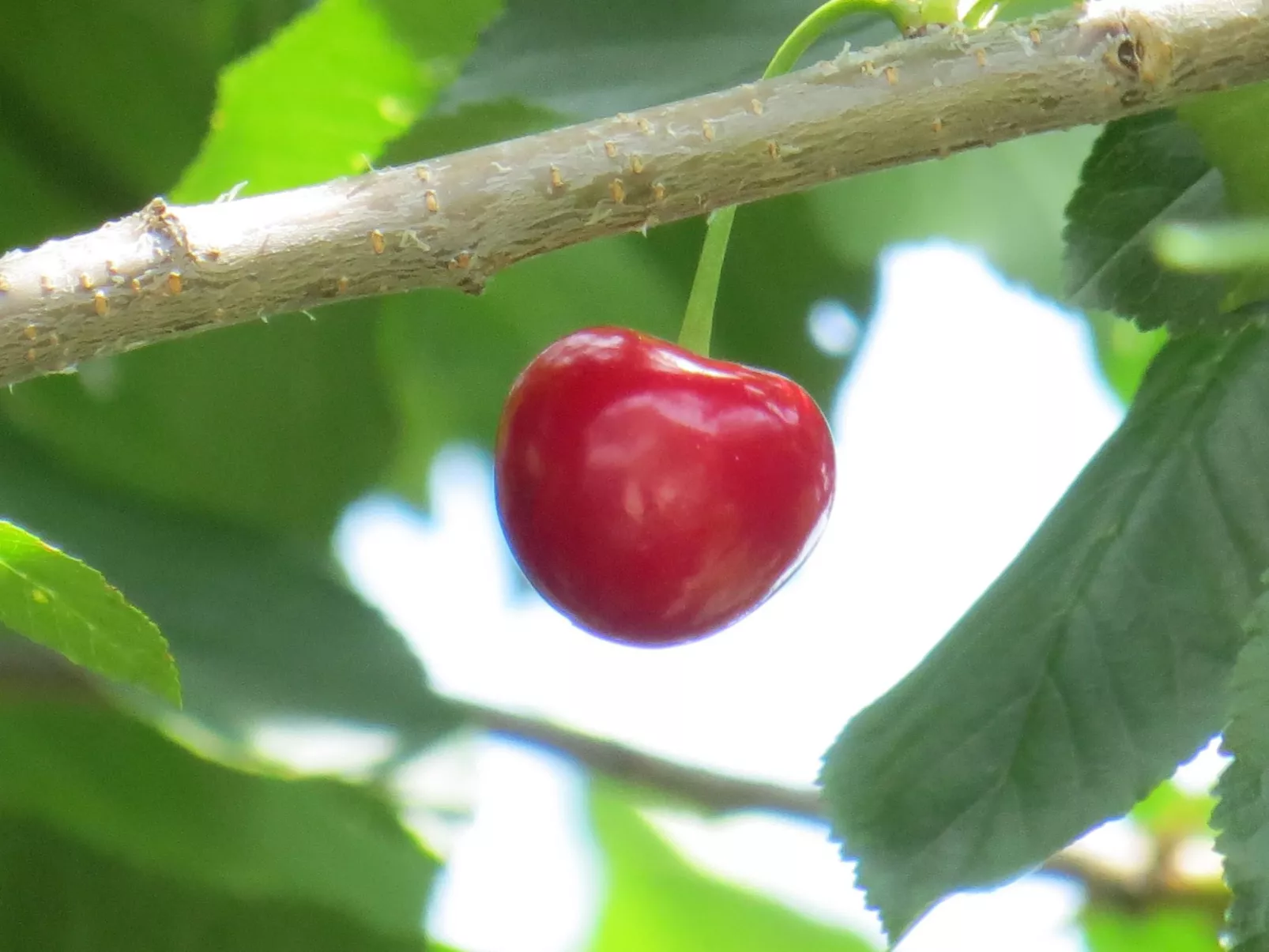 Hungarium am Platte-Buiten