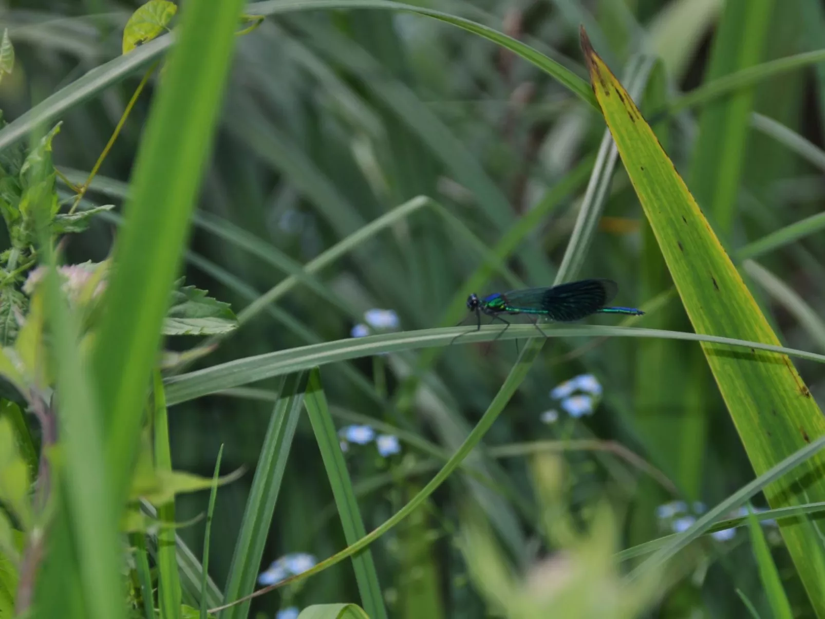 Rosalie - Ruhig - Zentral - Hochwertig-Image-tags.info