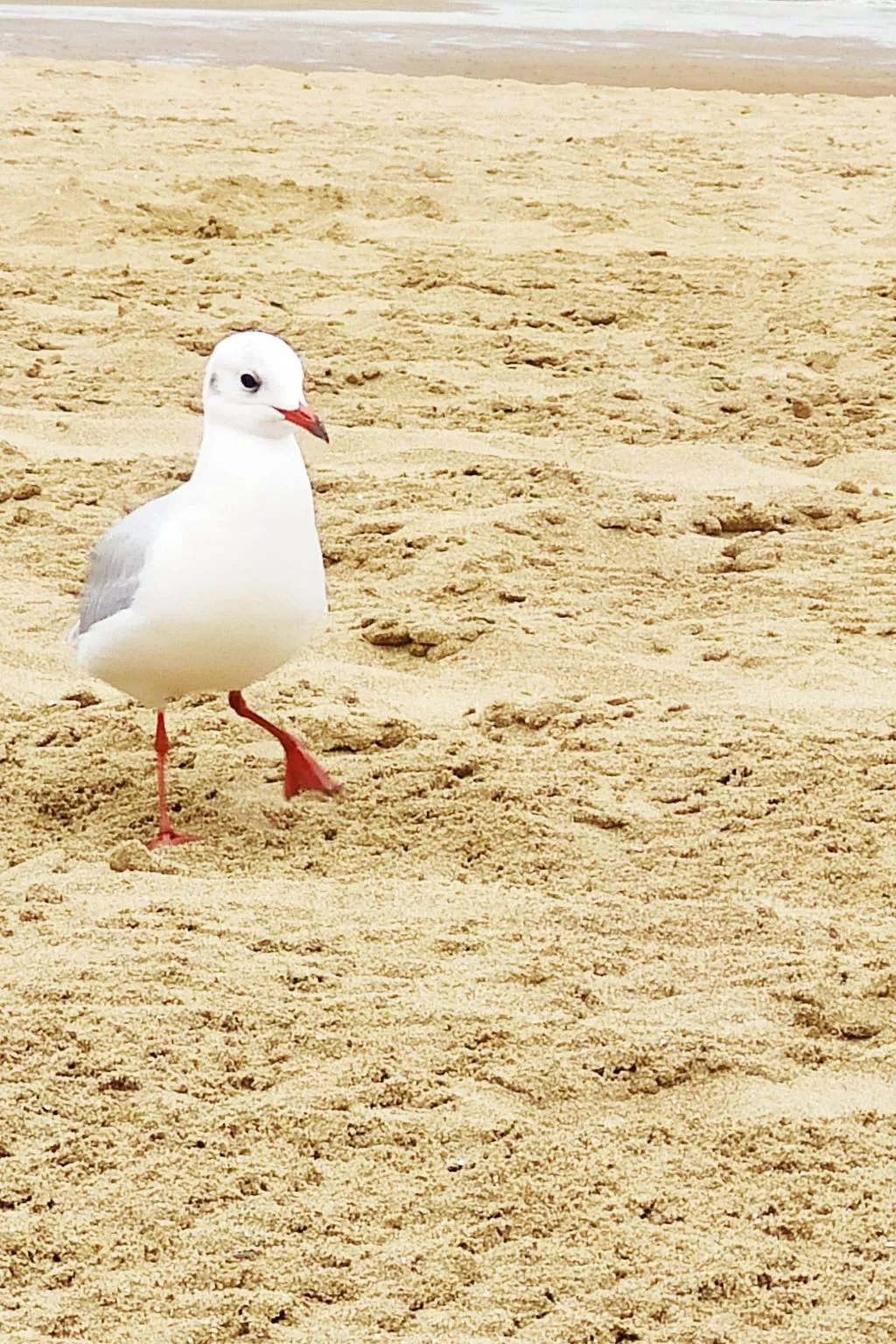 Unterkunft 4 Escapade Normande Les Althéas-Buiten