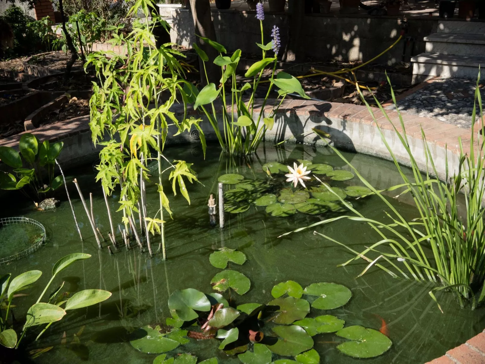 Die Orange und der Goldfisch-Image-tags.info