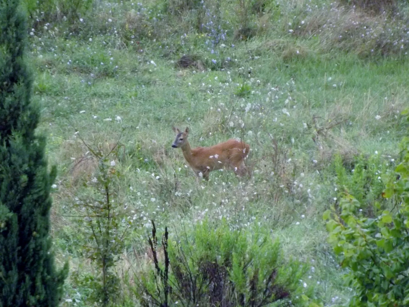 Flache Kornblume-Image-tags.info