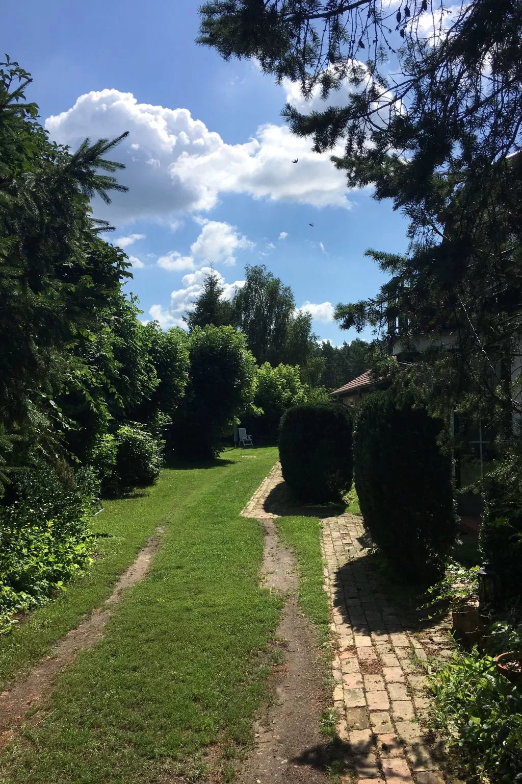 Löwenzahn mit Holu-Buiten