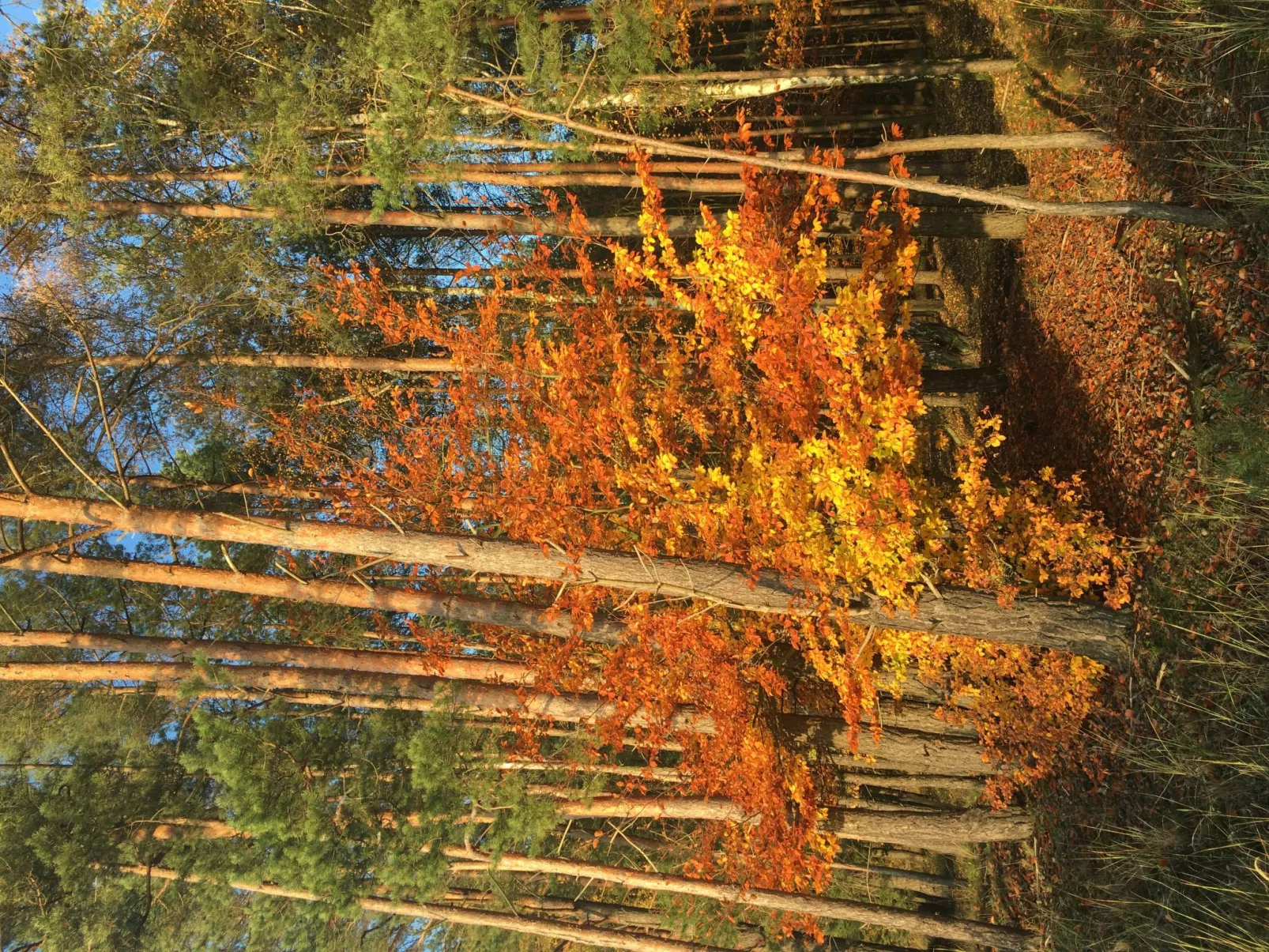 Spitzwegerich-Buiten