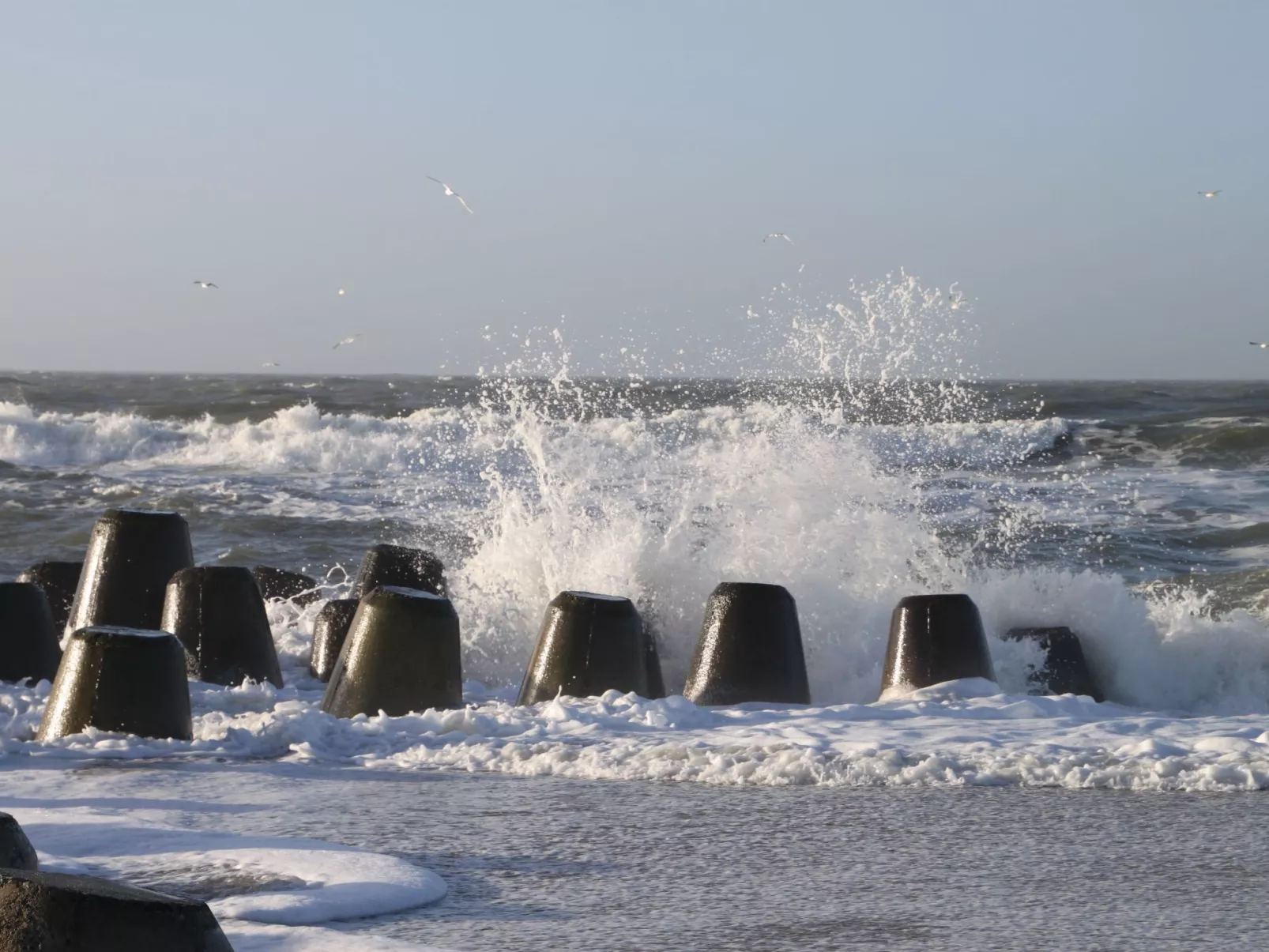 Strandfloh in Hörnum-Buiten