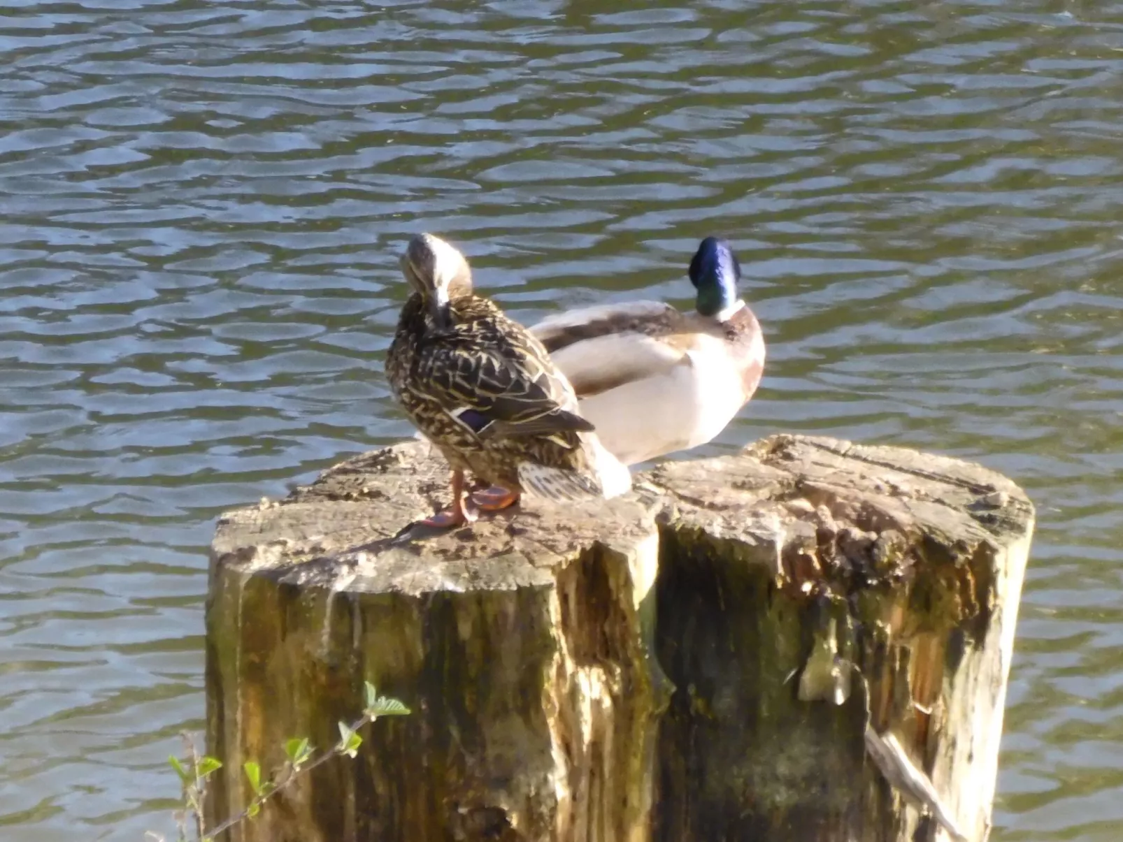 Wohnung in Heringhausen mit Grill-Buiten