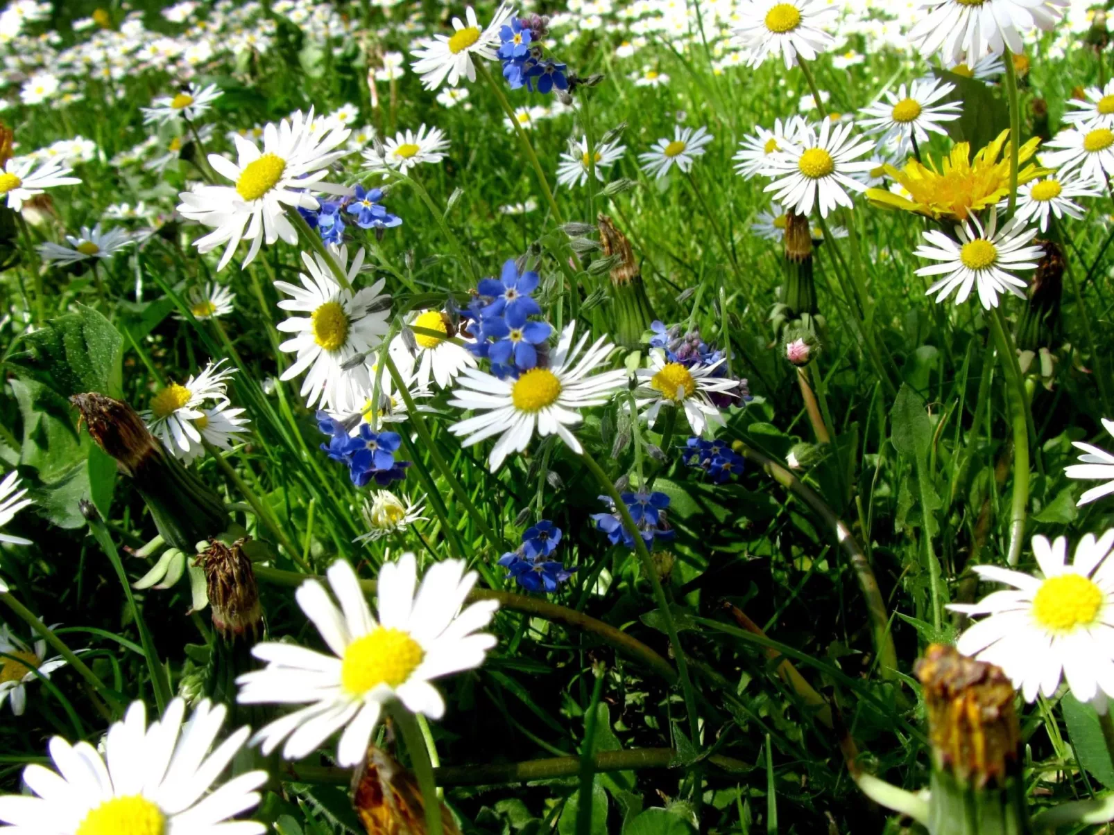 Haus Melita in Feistritz Ob Bleiburg-Buiten