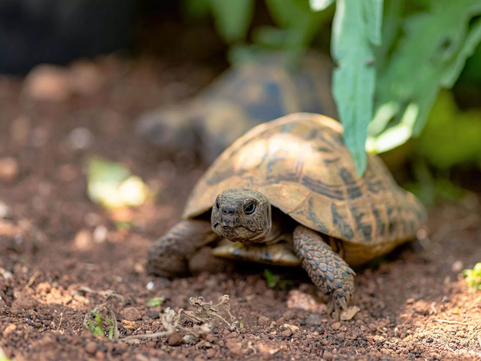 Ferienvilla "Laurus" mit Blick auf das Wasser-Buiten
