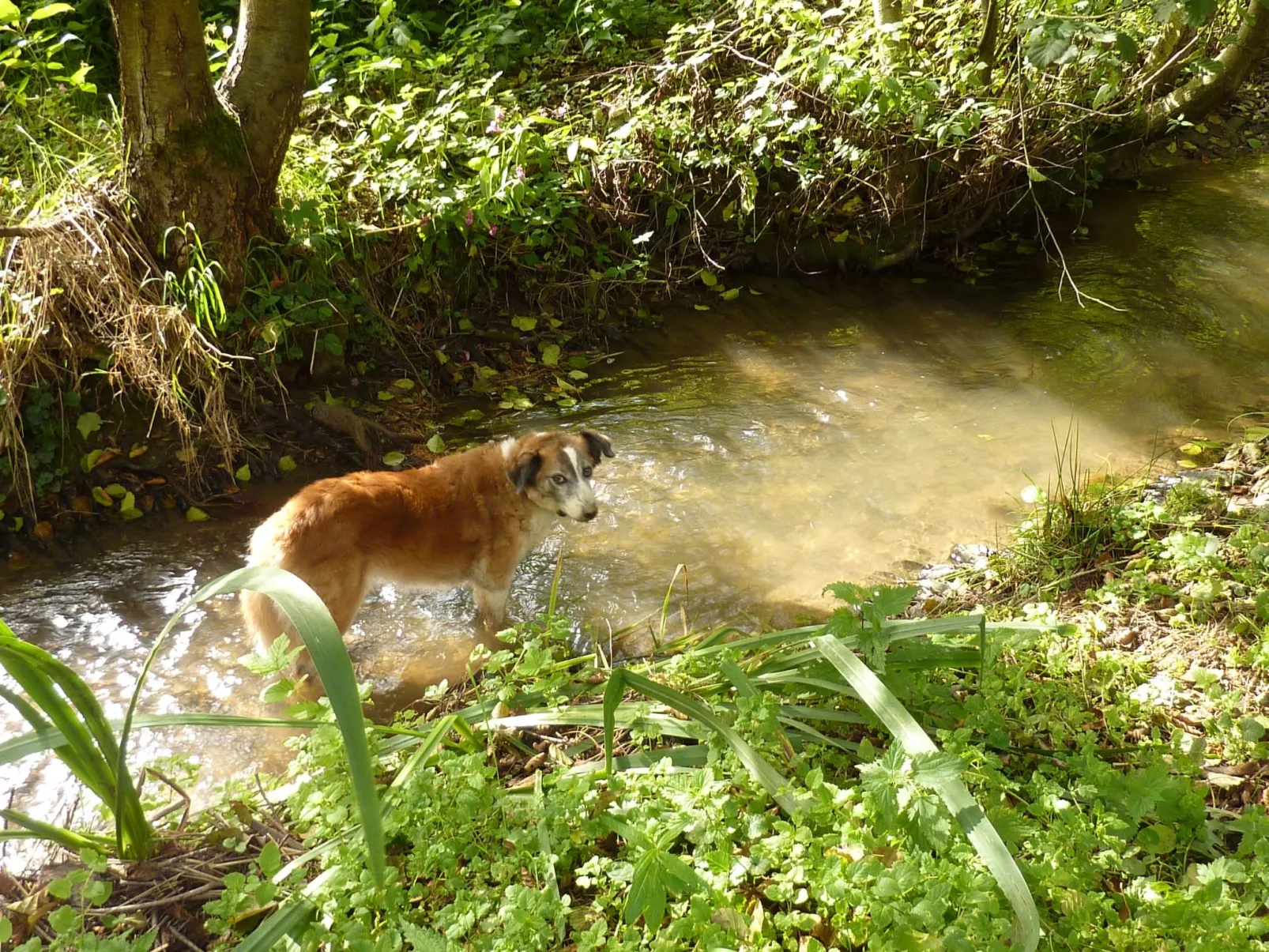 Holz-Blockhaus für vier Personen mit Terrasse-Buiten