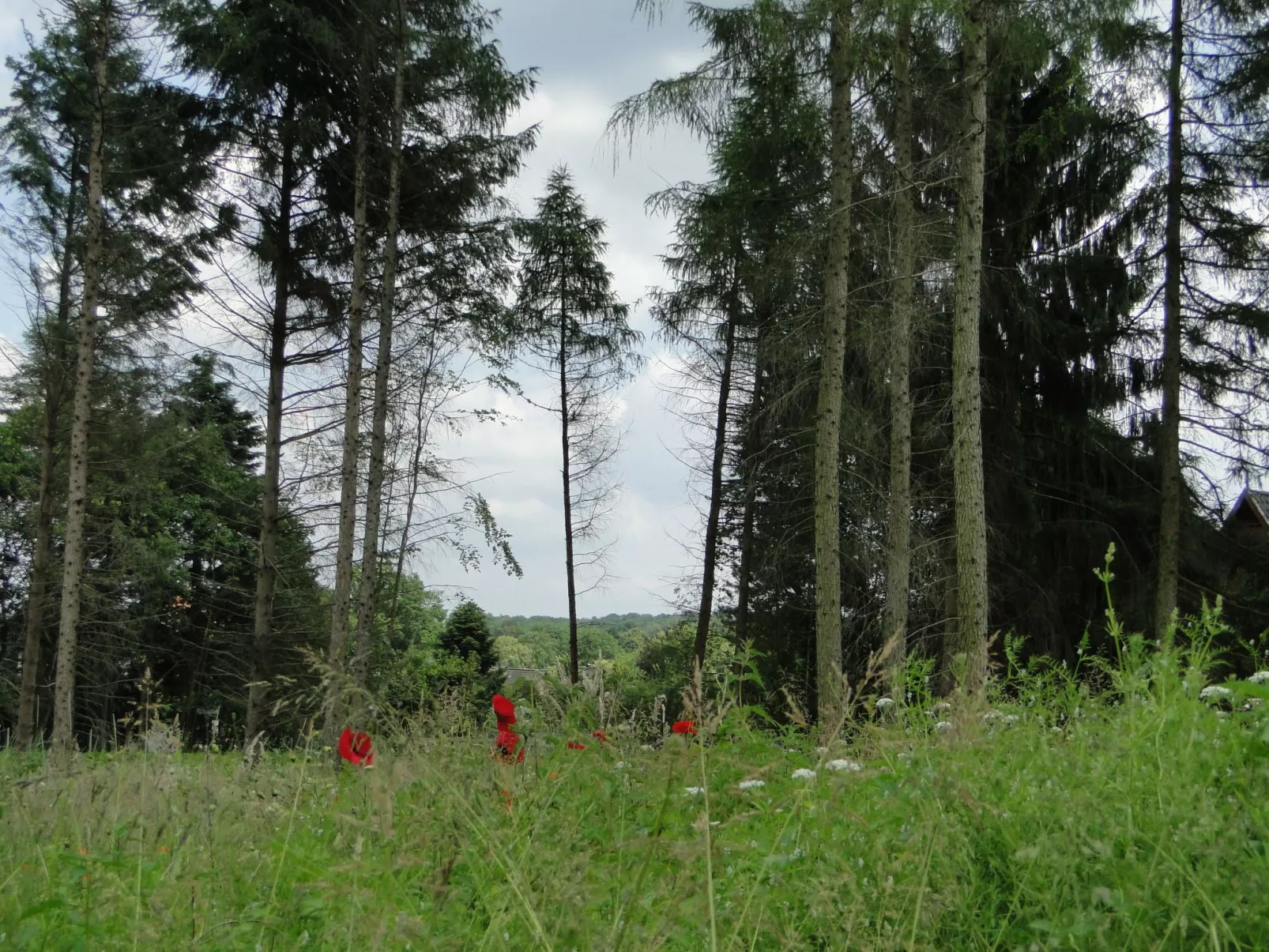 Haus Hartriegel im Bispinger Heidezauber-Buiten