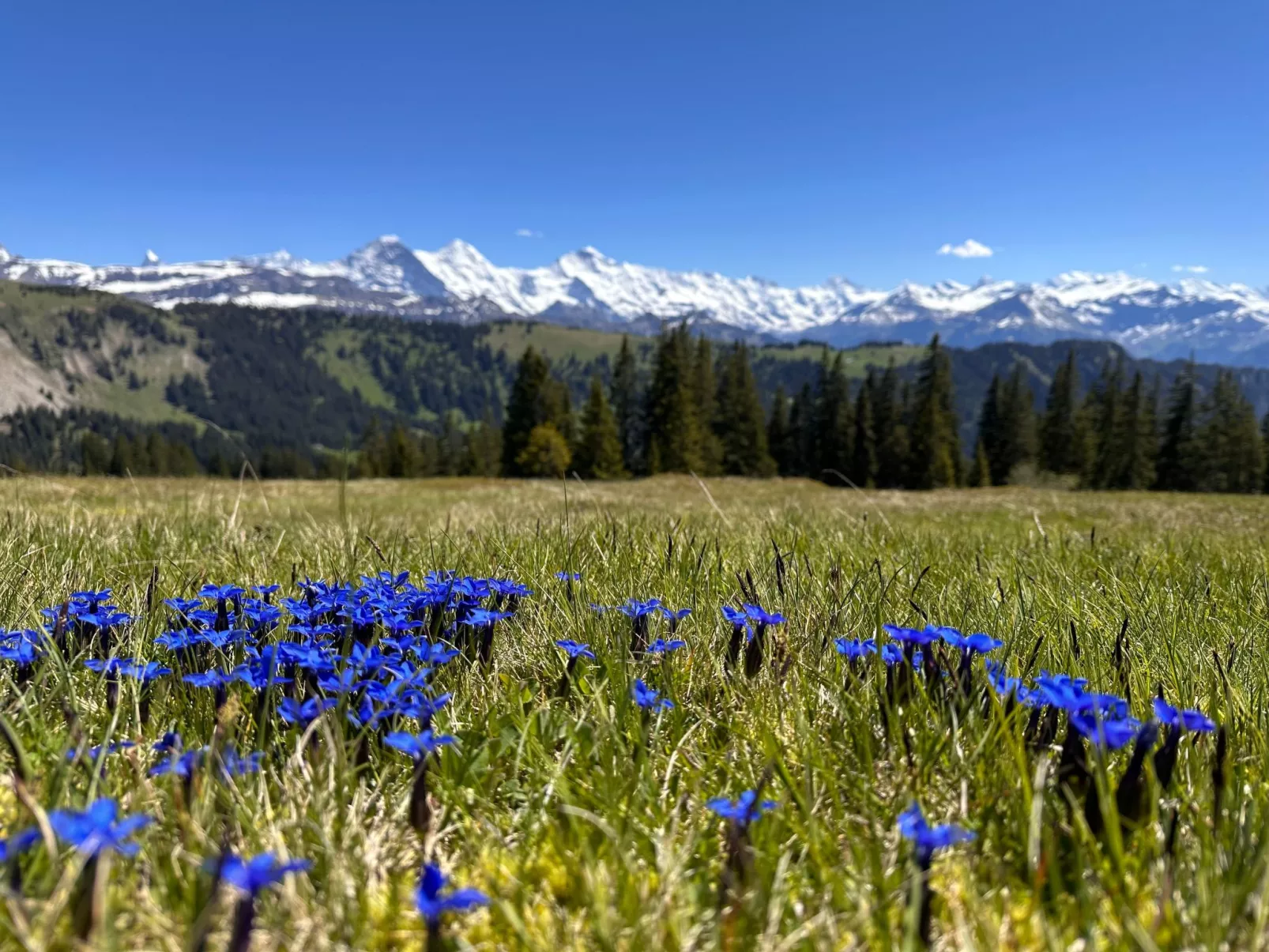 Wohnung Niesenblick-Buiten