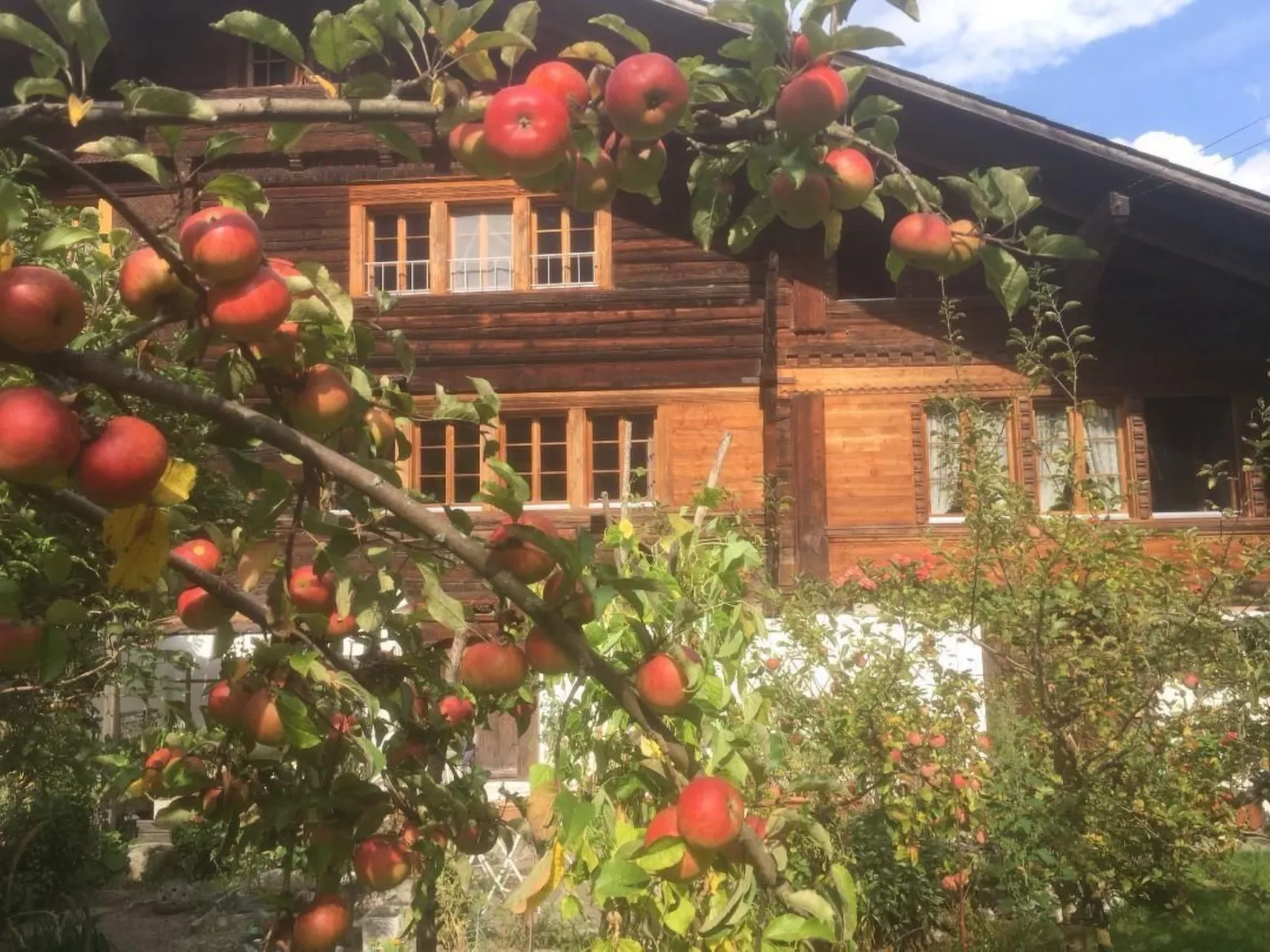 Darioli-Image-tags.info