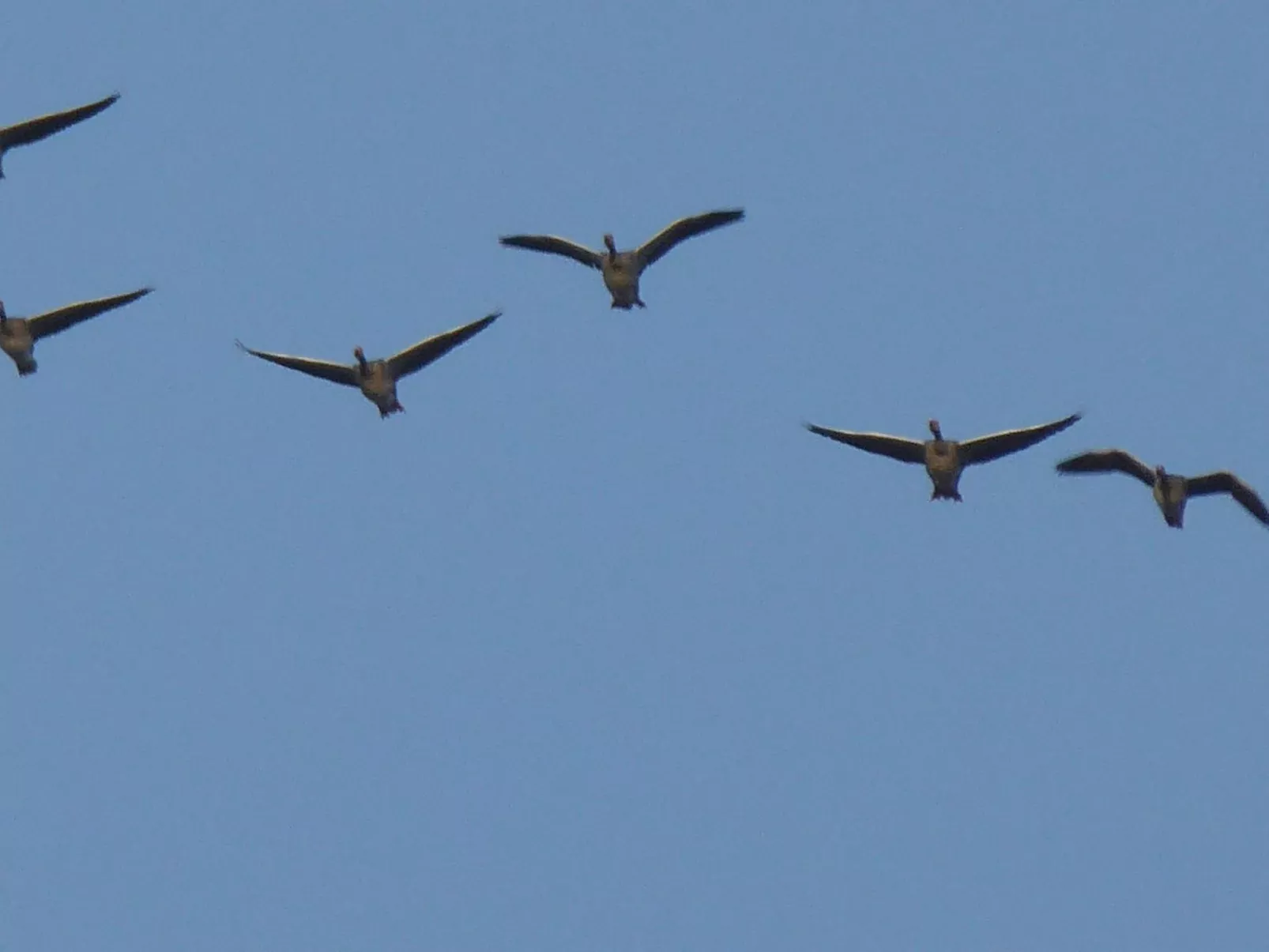 Hochwertige Ferienwohnung in Gingst-Buiten