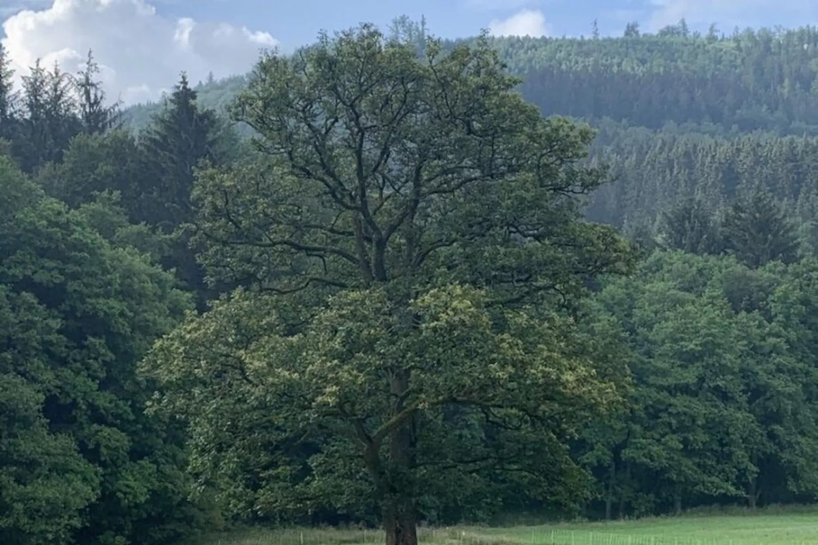 Apartment Rothaarsteig-Gebieden zomer 5km