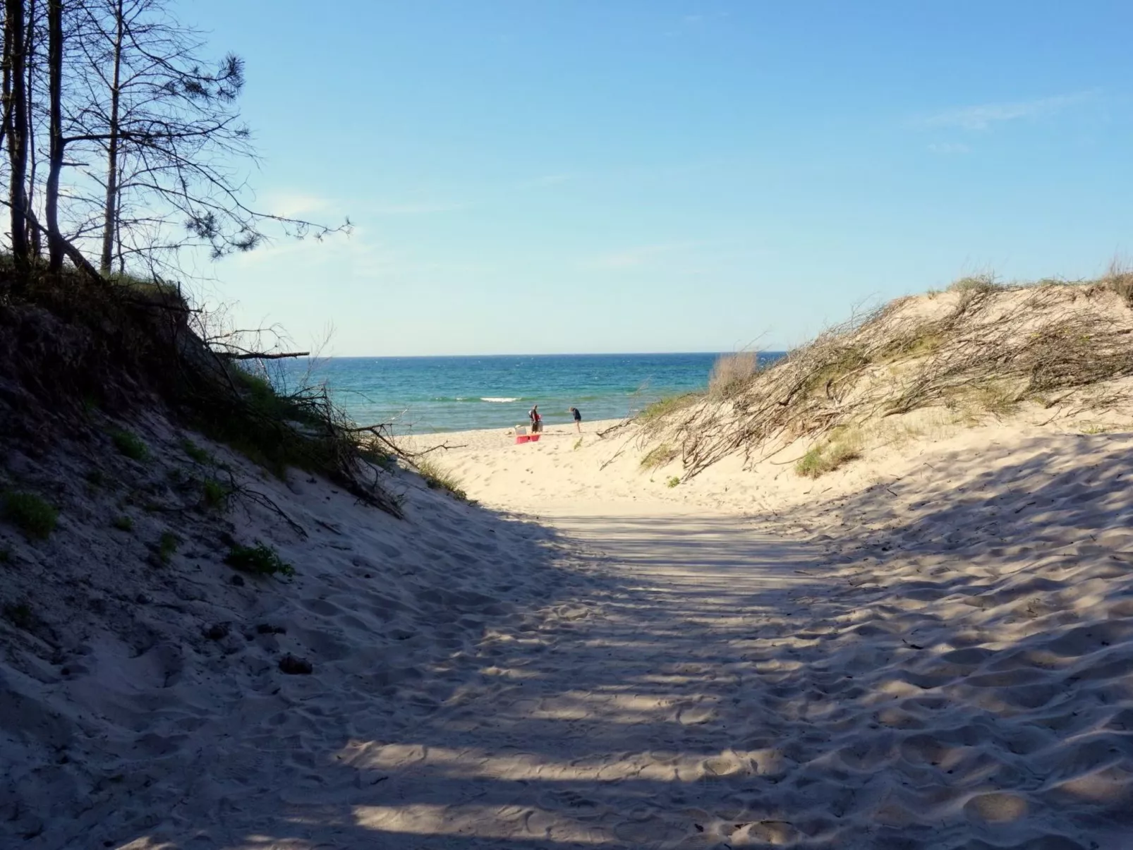 "Paradise Star Bobolin"-Image-tags.info