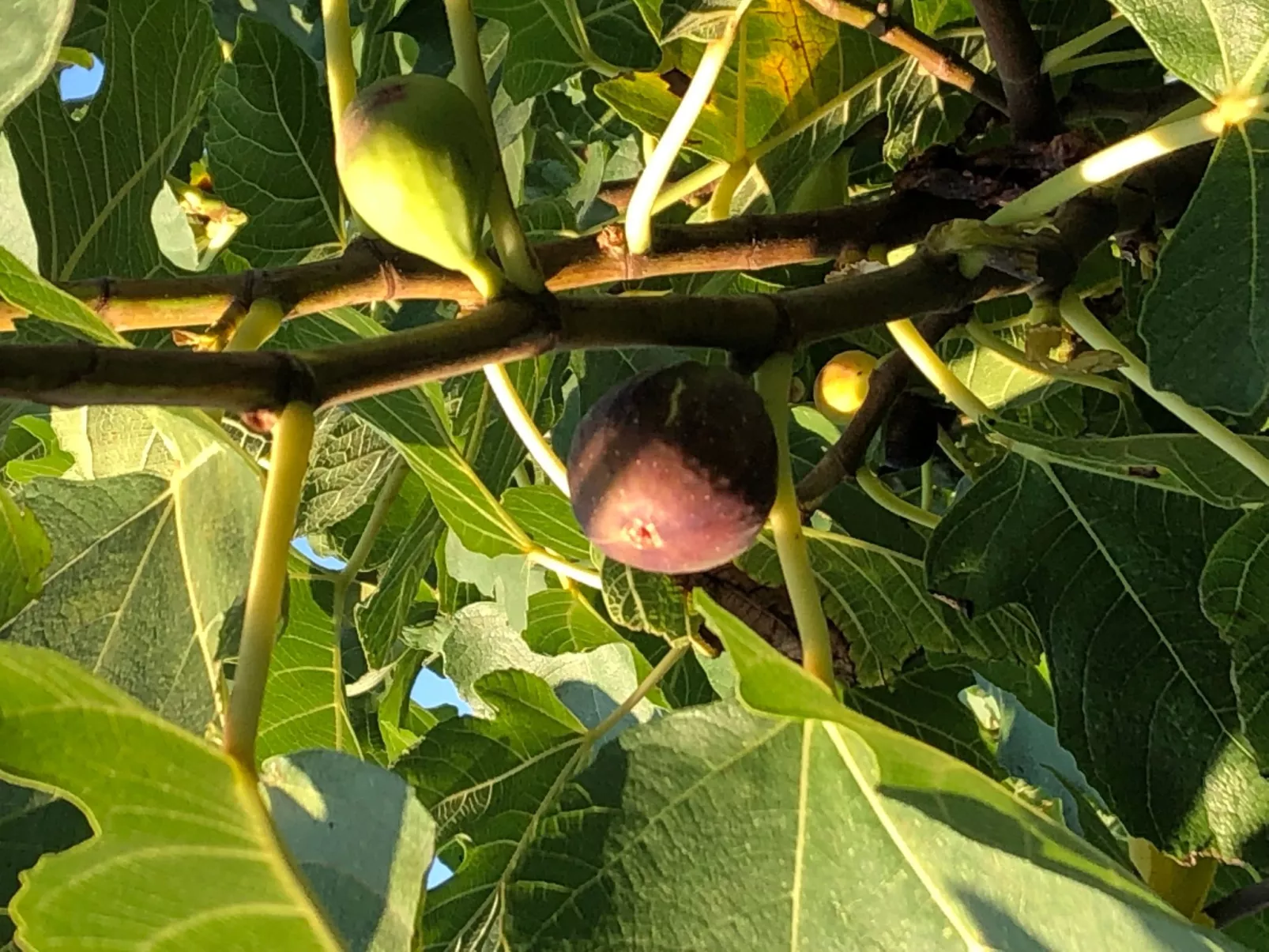 Villa Olive Grove-Buiten