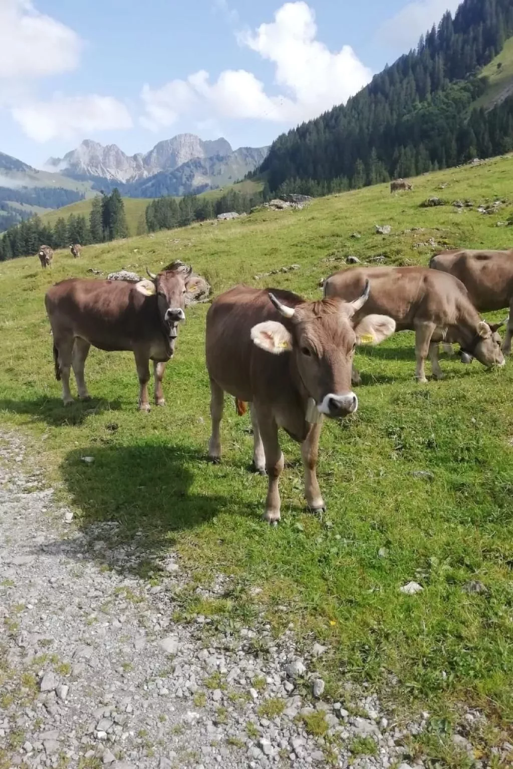 Bella Vista-Image-tags.info