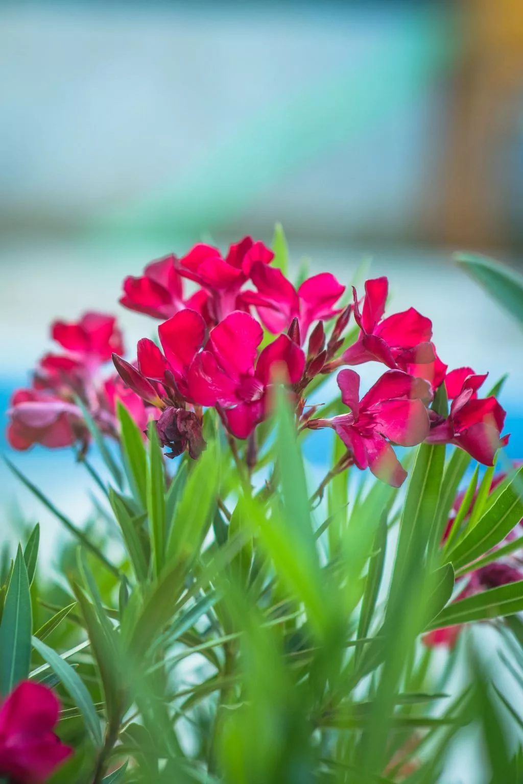 Haus in Grubine mit Außenpool-Buiten