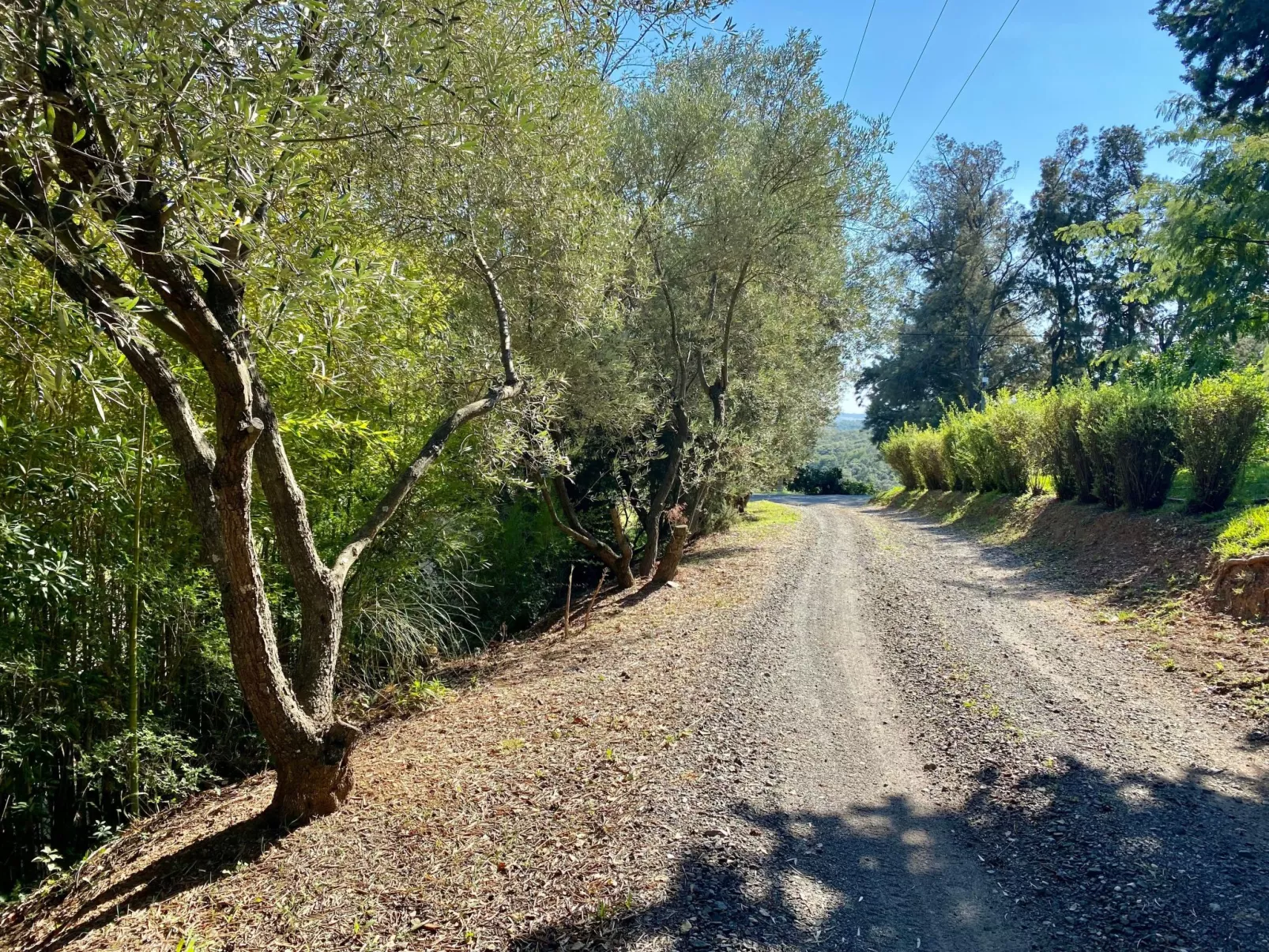 Weingut Punta della Guardia Panorama von Macchia und Meer-Buiten