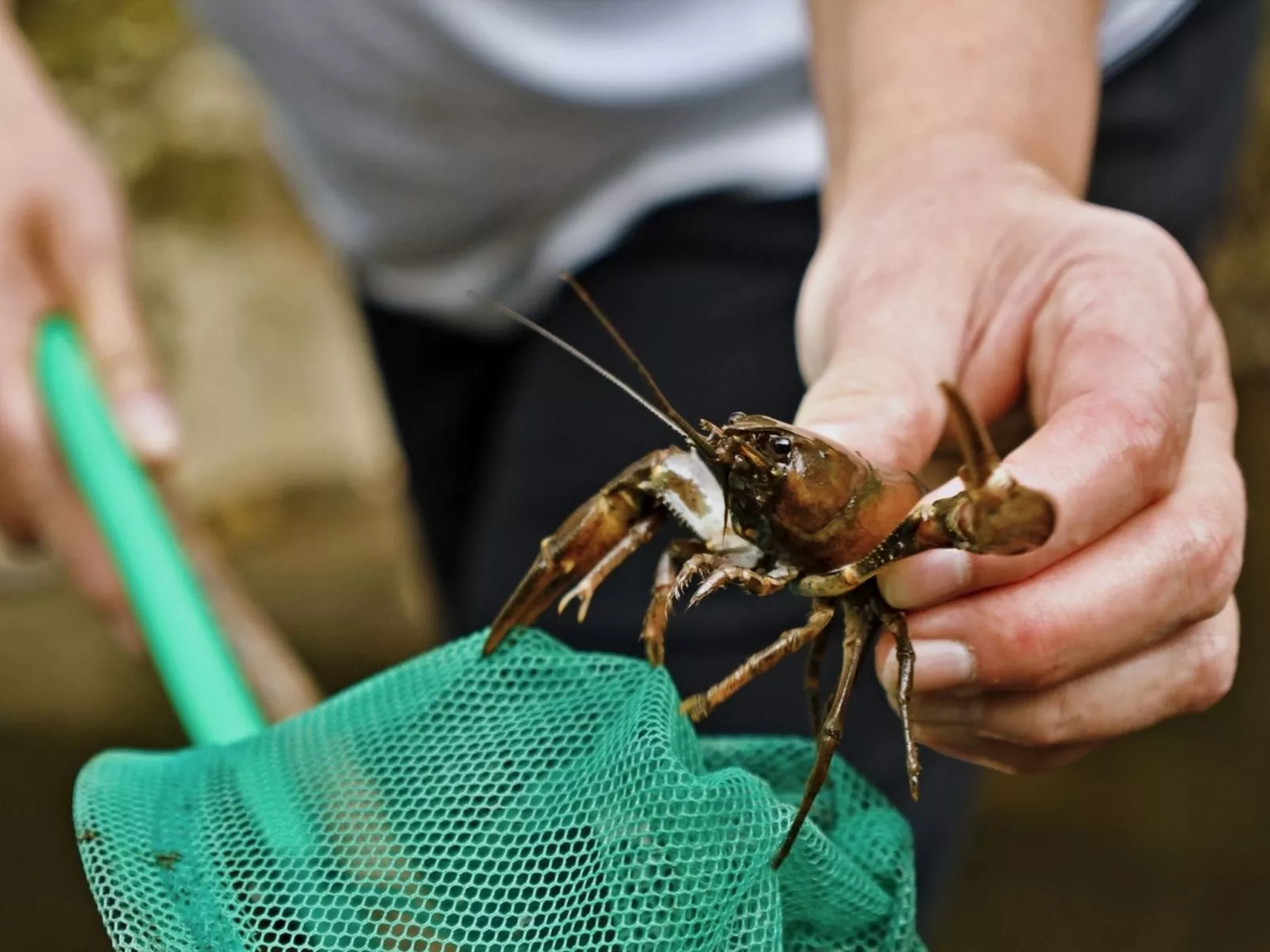 LE HAVRE SAUVAGE-Image-tags.info