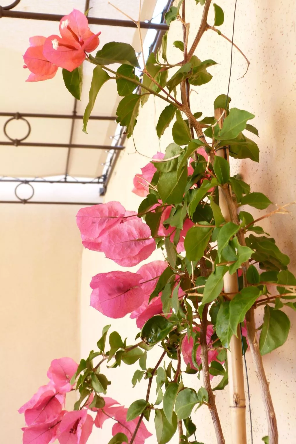 'Vista di Sognu Casa Olivea'-Buiten