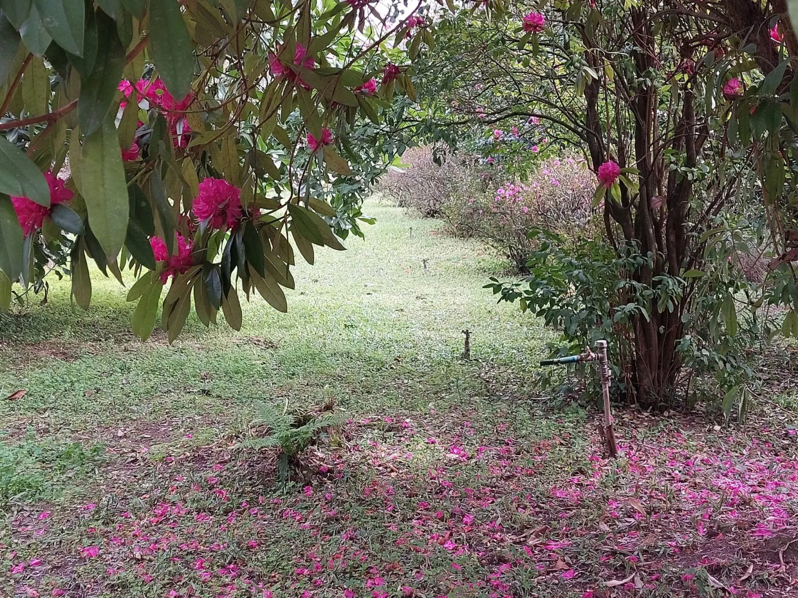 Quinta D'Avó Amélia, wunderschönes Landhaus zwischen den Bergen und dem Meer-Buiten
