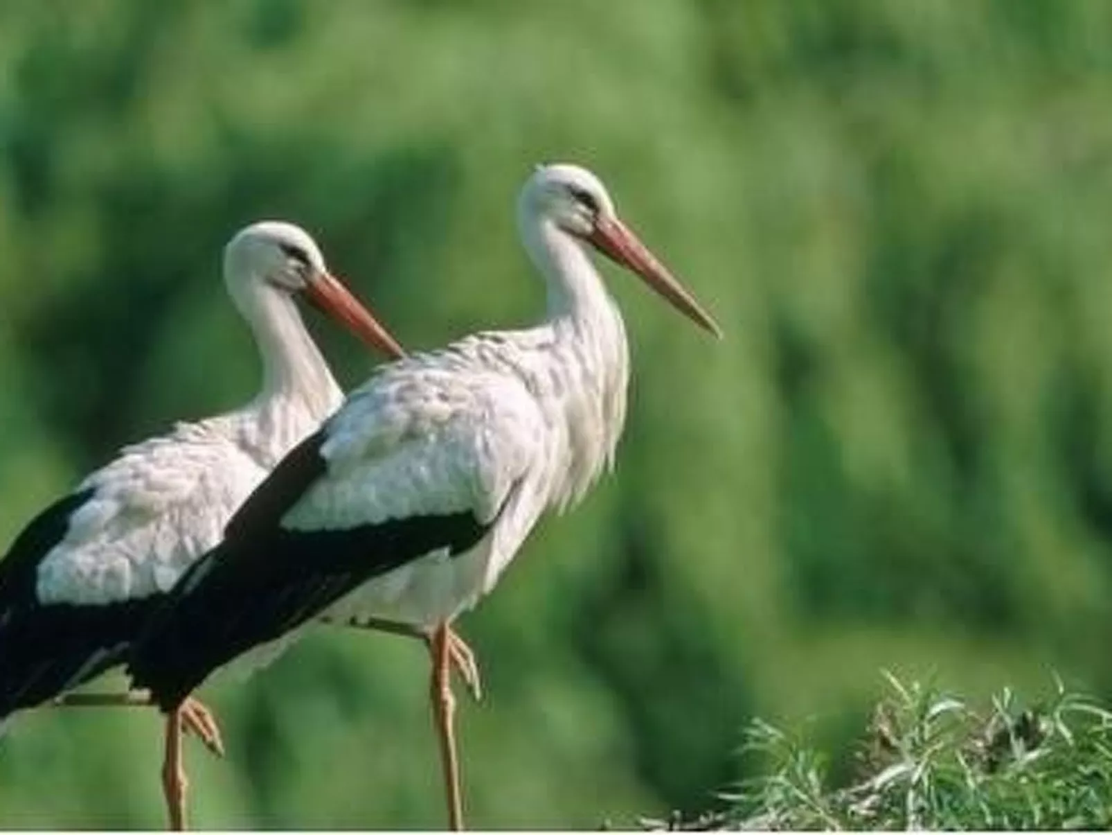La Maison Bleue im Zentrum des Elsass in Bergheim-Buiten