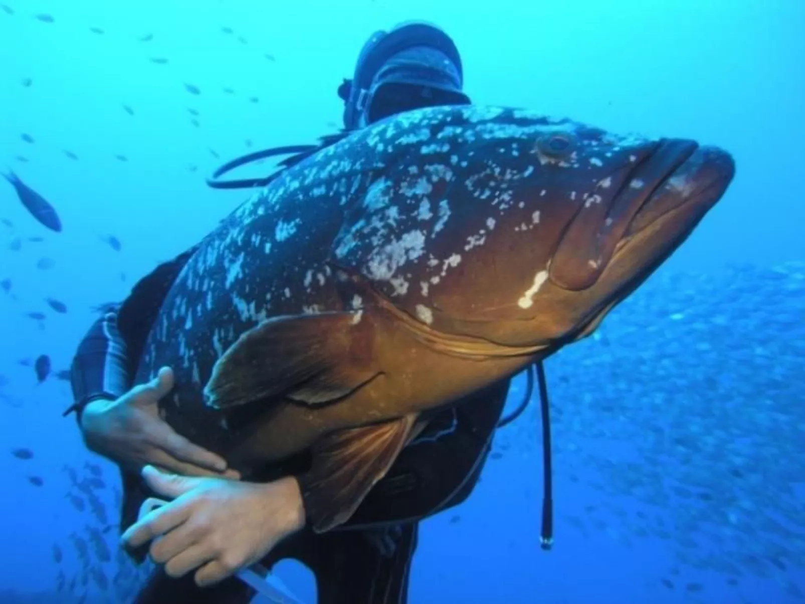 Seaview Refugium 633-Image-tags.info