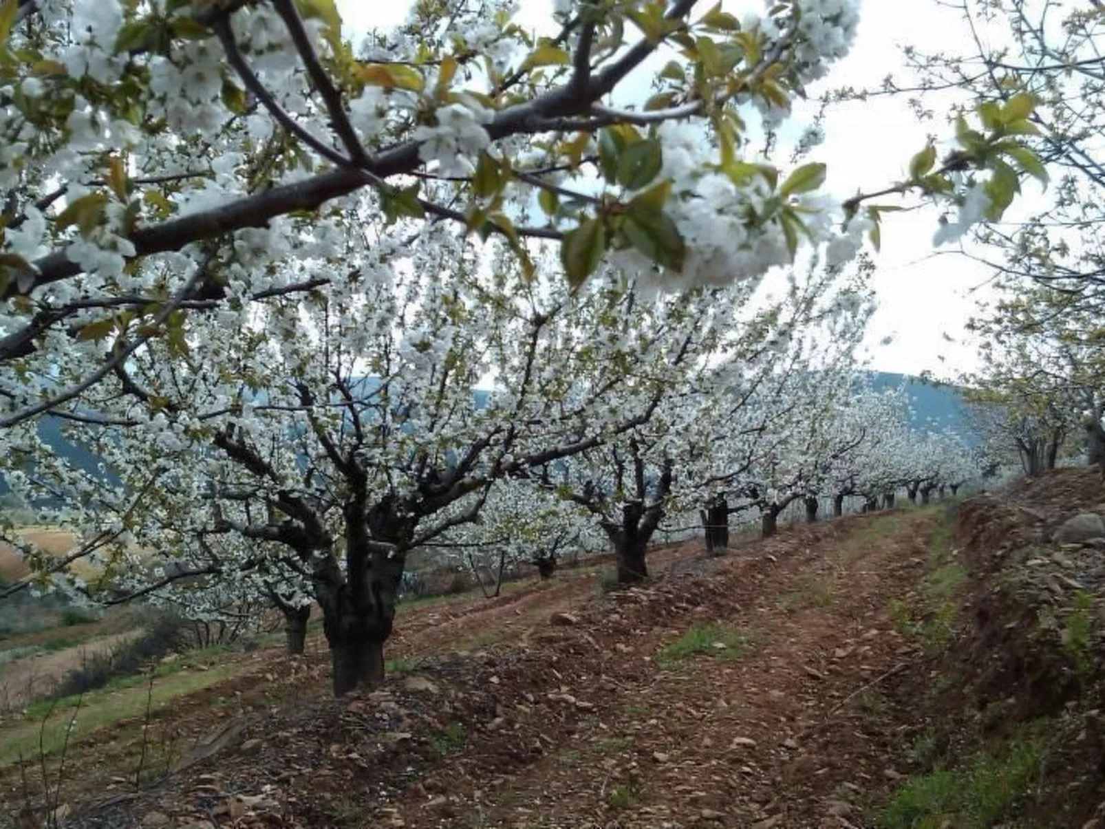 El Mirador del Soto-Image-tags.info