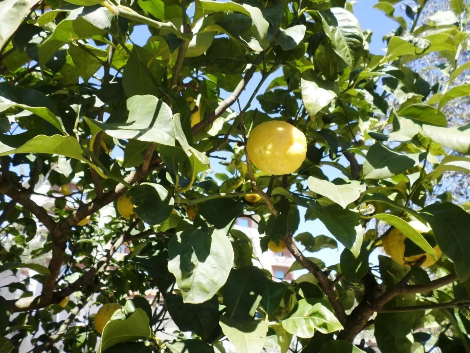 Das Landhaus von Kleopatra und Marcantonio-Buiten