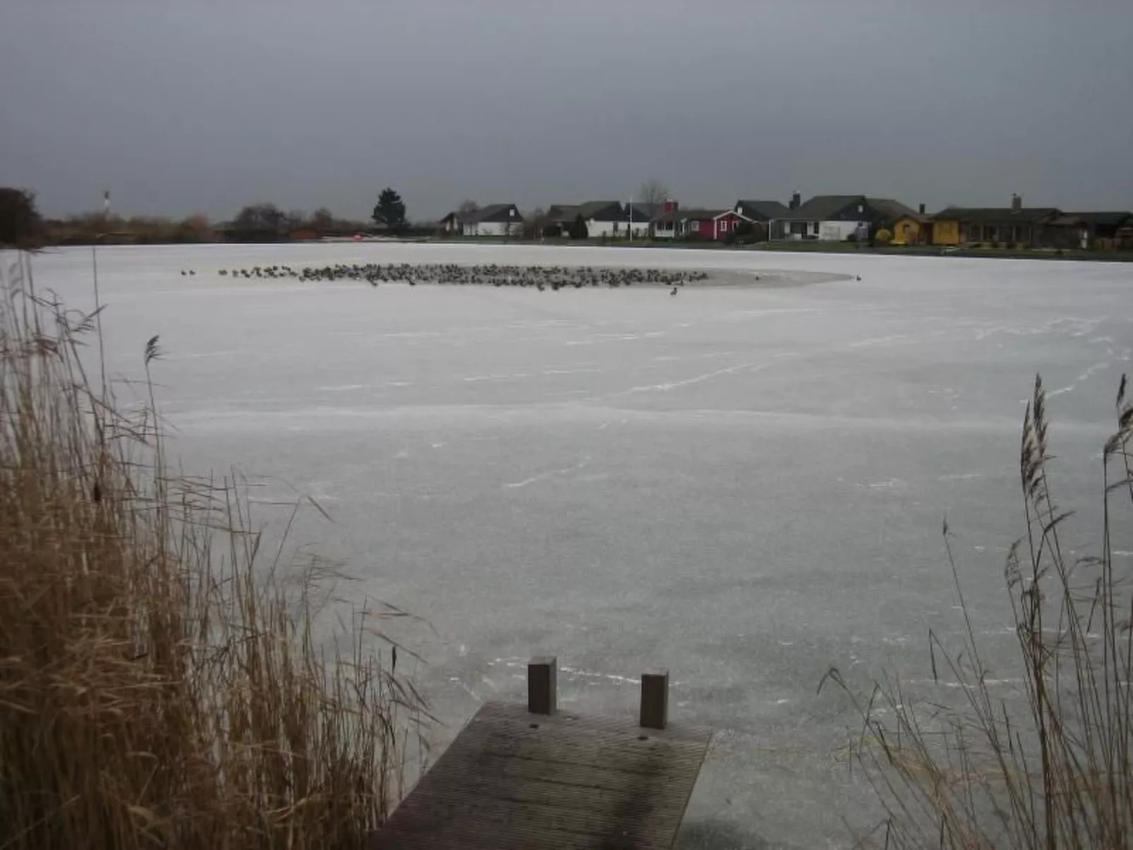 Eul in Butjadingen-Großwürden-Buiten